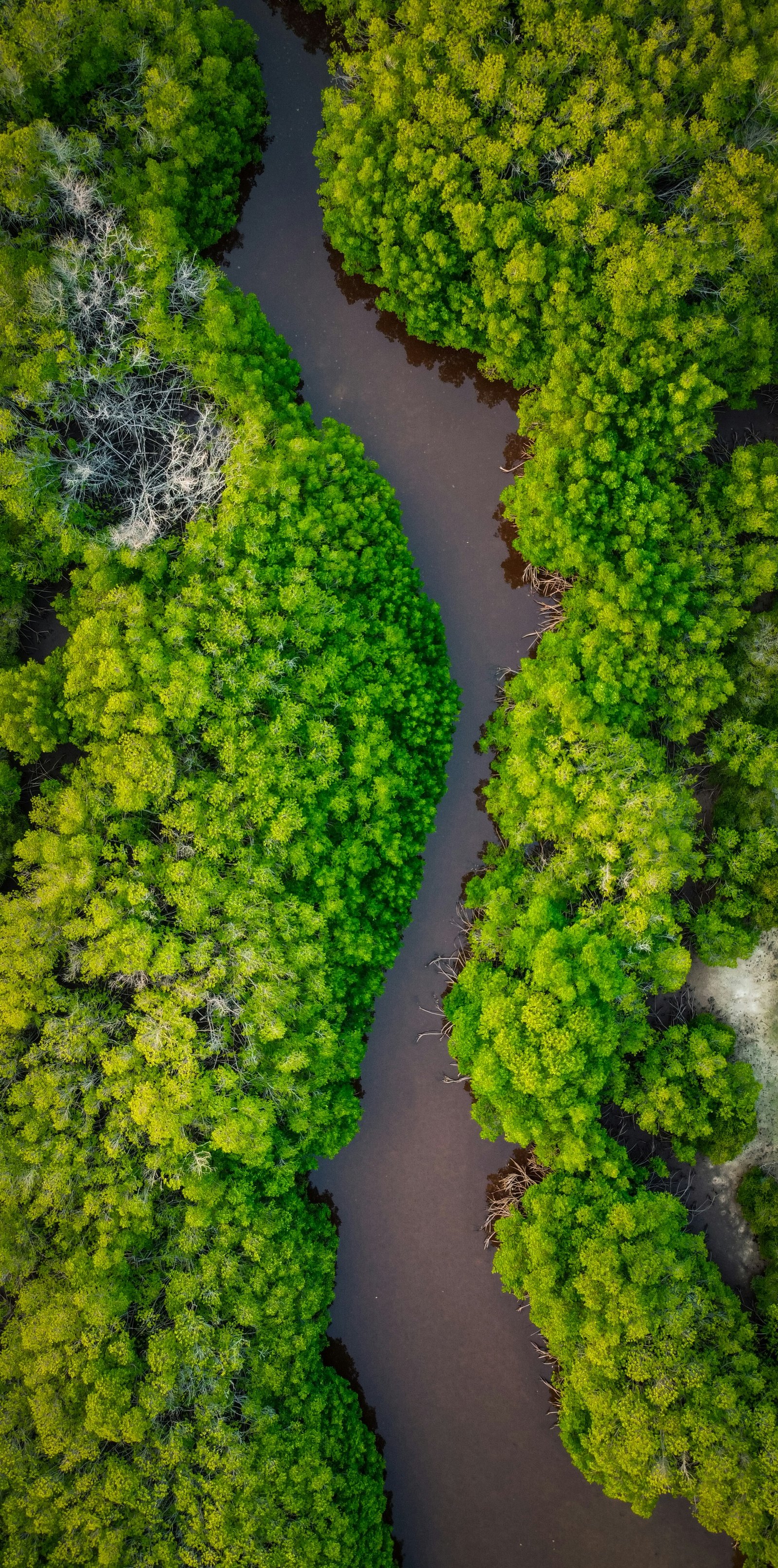 Aerial view of the Amazon canopy. River channel cutting through unbroken forest.