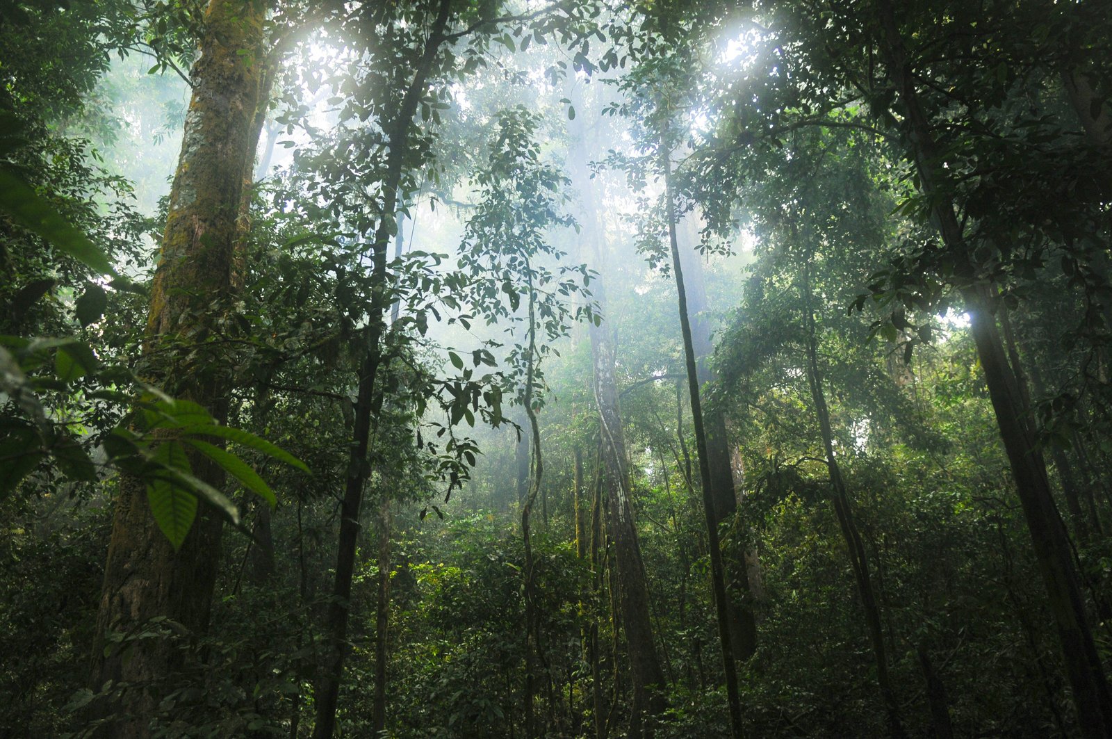 Amazon rainforest interior. Light breaking through the canopy in rays.