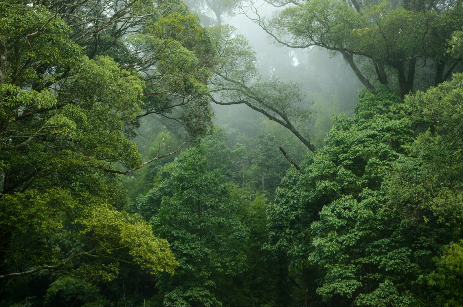 Misty Amazon canopy at dawn. Forest stretching to the horizon under low cloud.