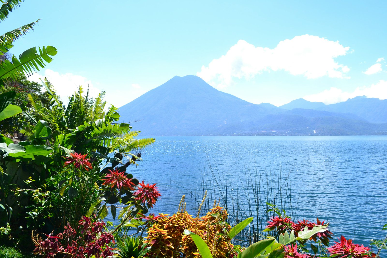 Tropical flowers framing Lake Atitlan and the San Pedro volcano