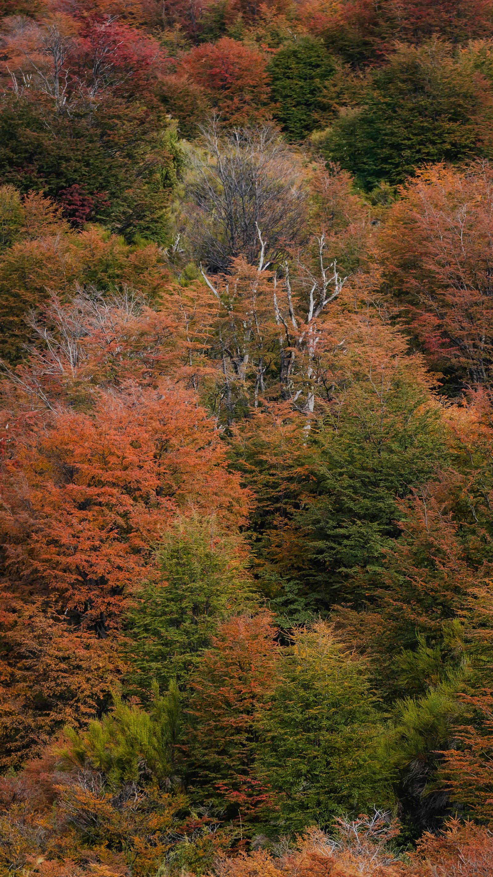 Autumn on Fire — Bariloche