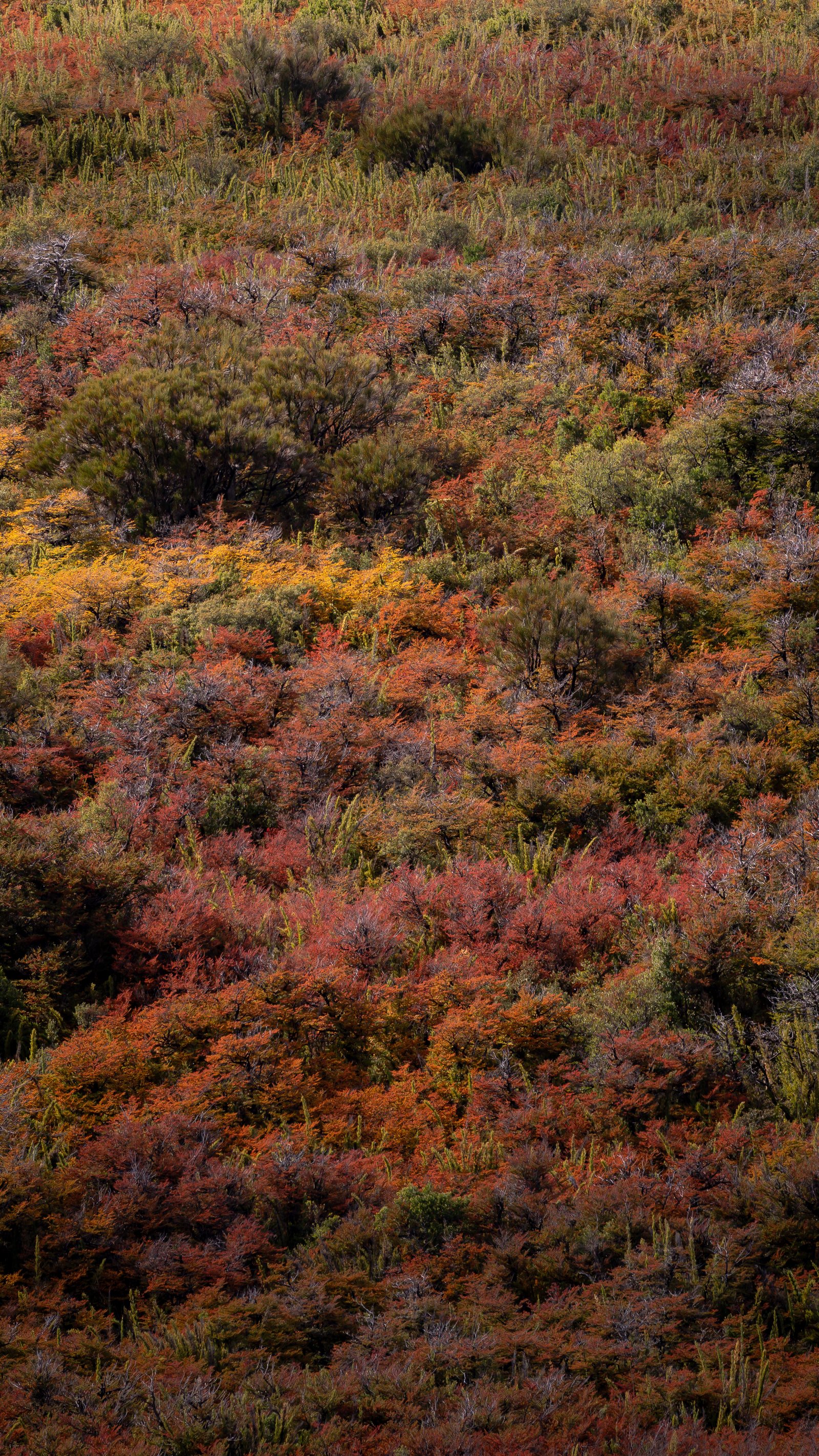 Stunted trees on the exposed slope. The zone where the forest gives up.