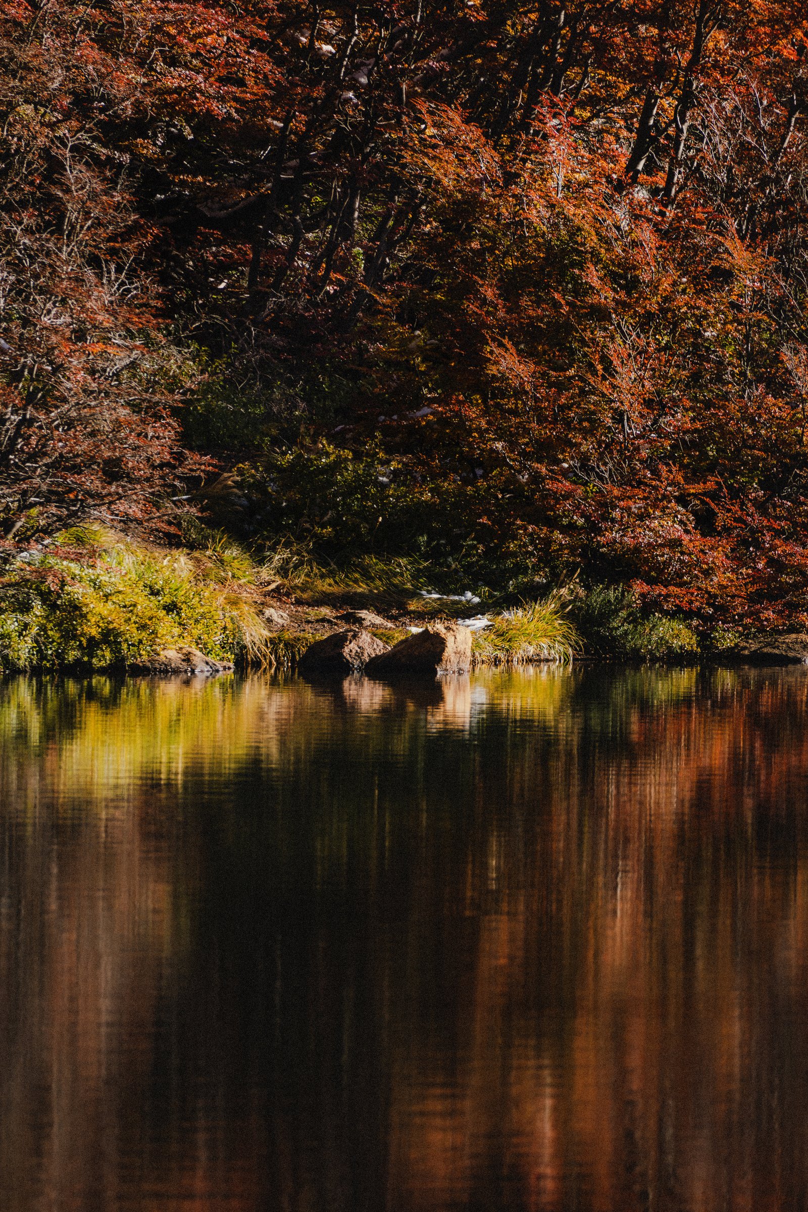Autumn lenga doubled in the water. Orange above, orange below.