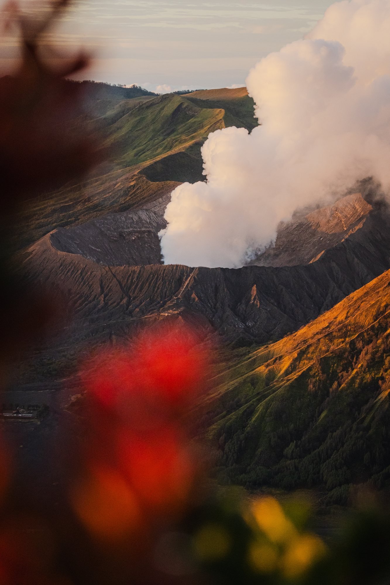 Bromo's crater and its plume, framed by flowers out of focus. The whole caldera lit from the side.