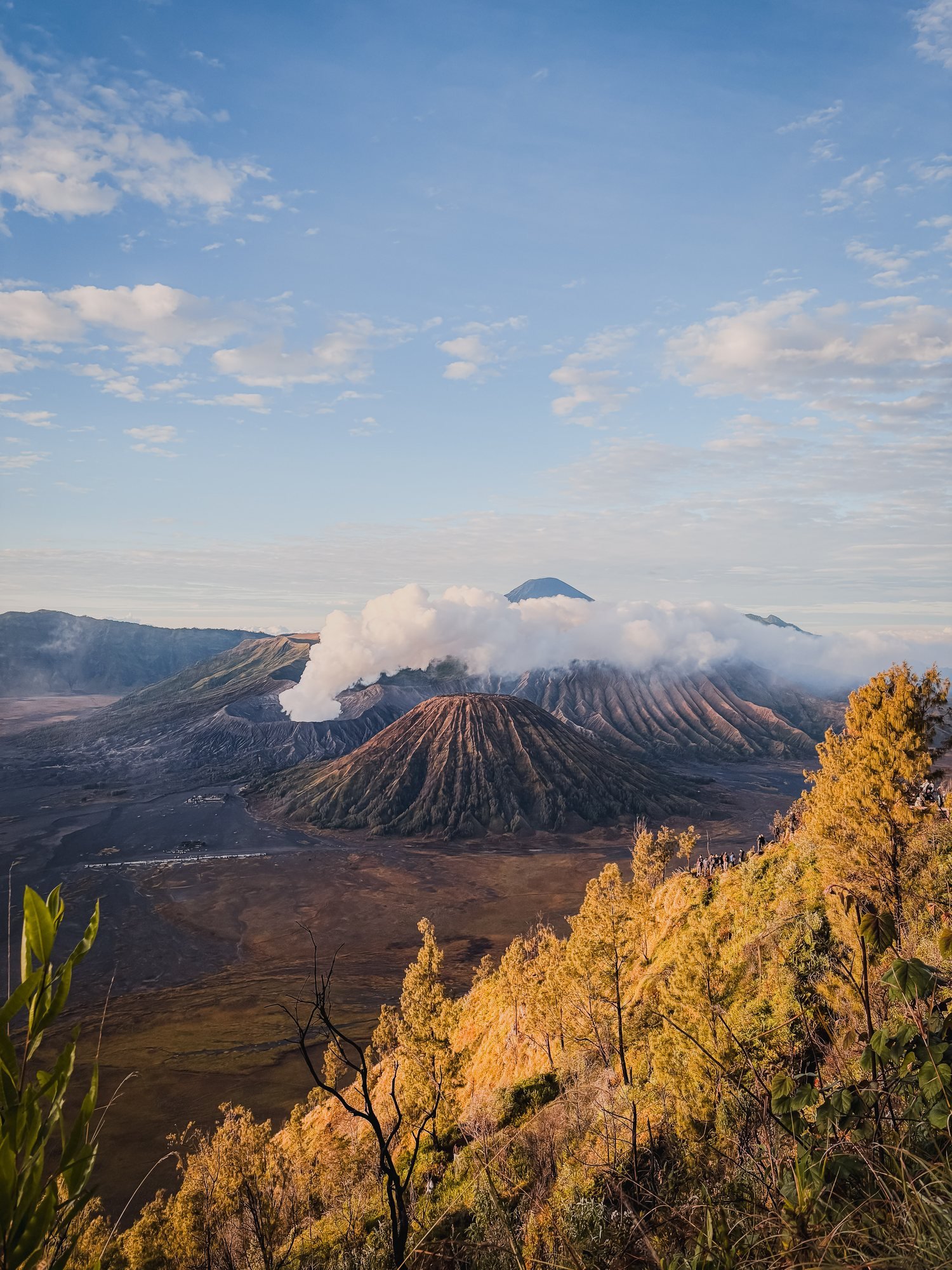 Looking across the caldera from the ridge. Pines lit gold in the foreground, Bromo steaming below.