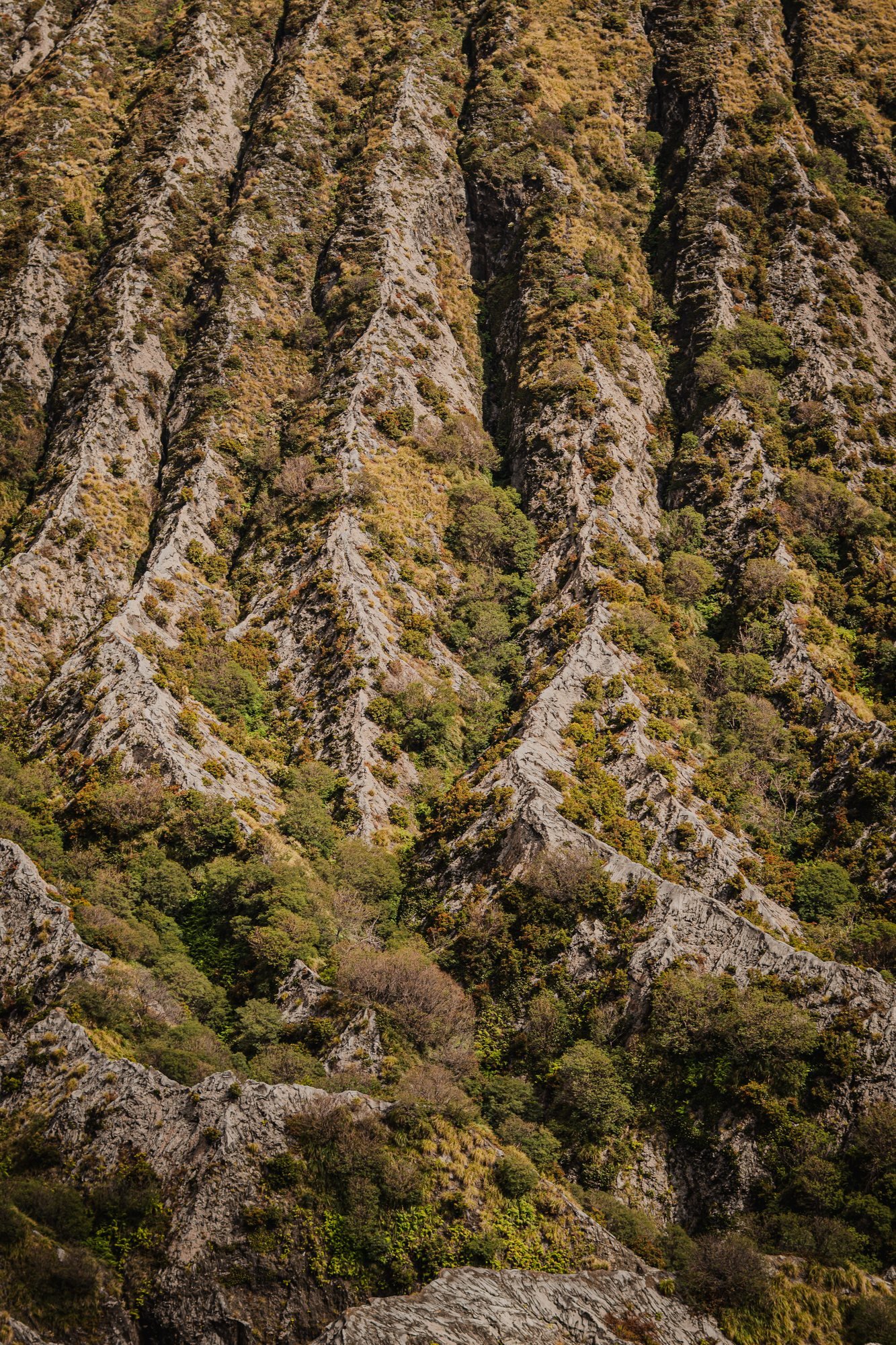 Close on the ridges. Erosion has cut the slope into folds, and scrub holds on wherever it can.