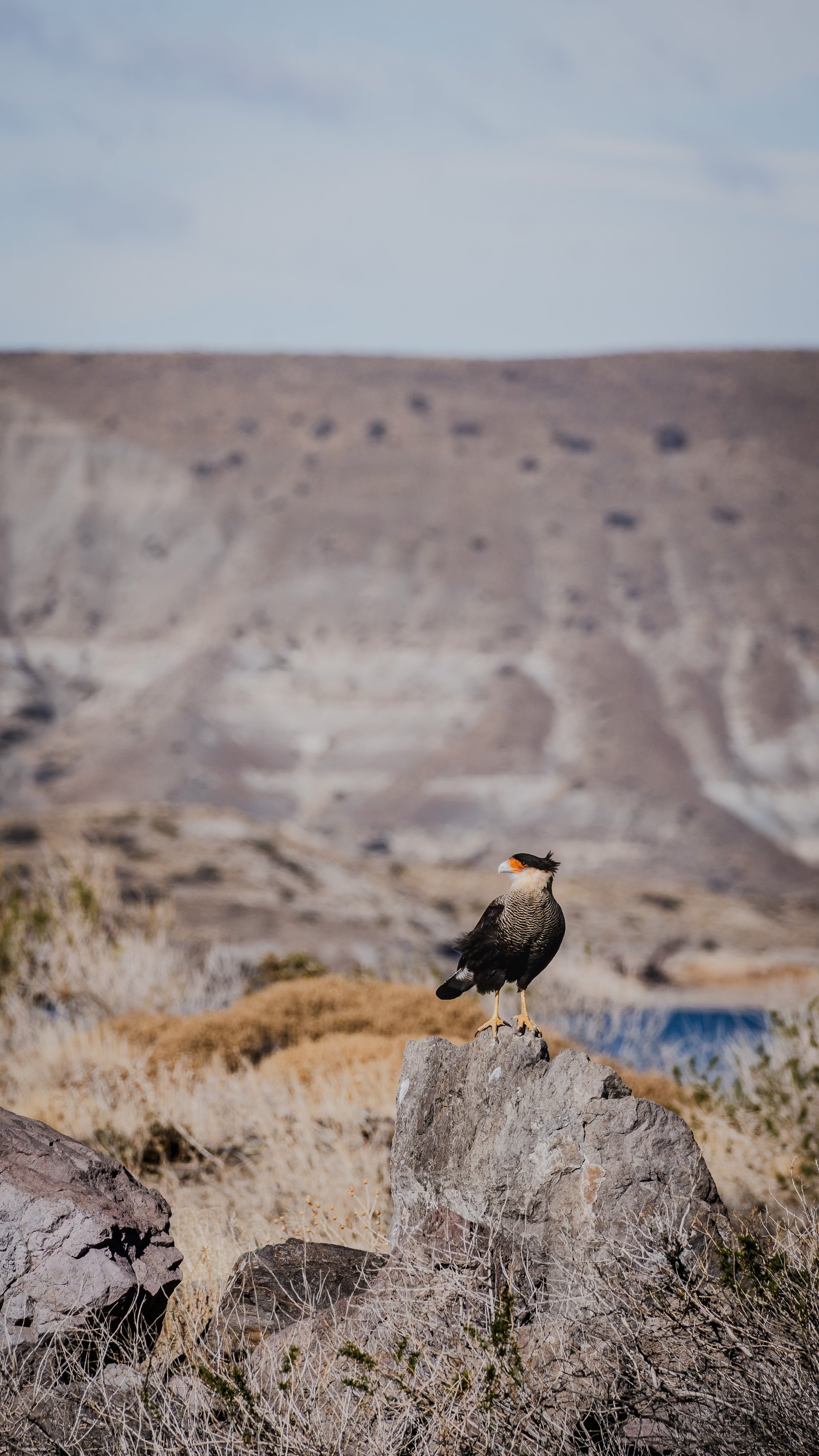 A Southern Crested Caracara perched on granite. The steppe stretches behind.