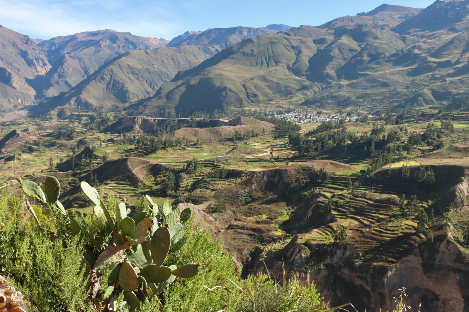 Colca Canyon from the rim with prickly pear cactus in the foreground and green terraced valley below