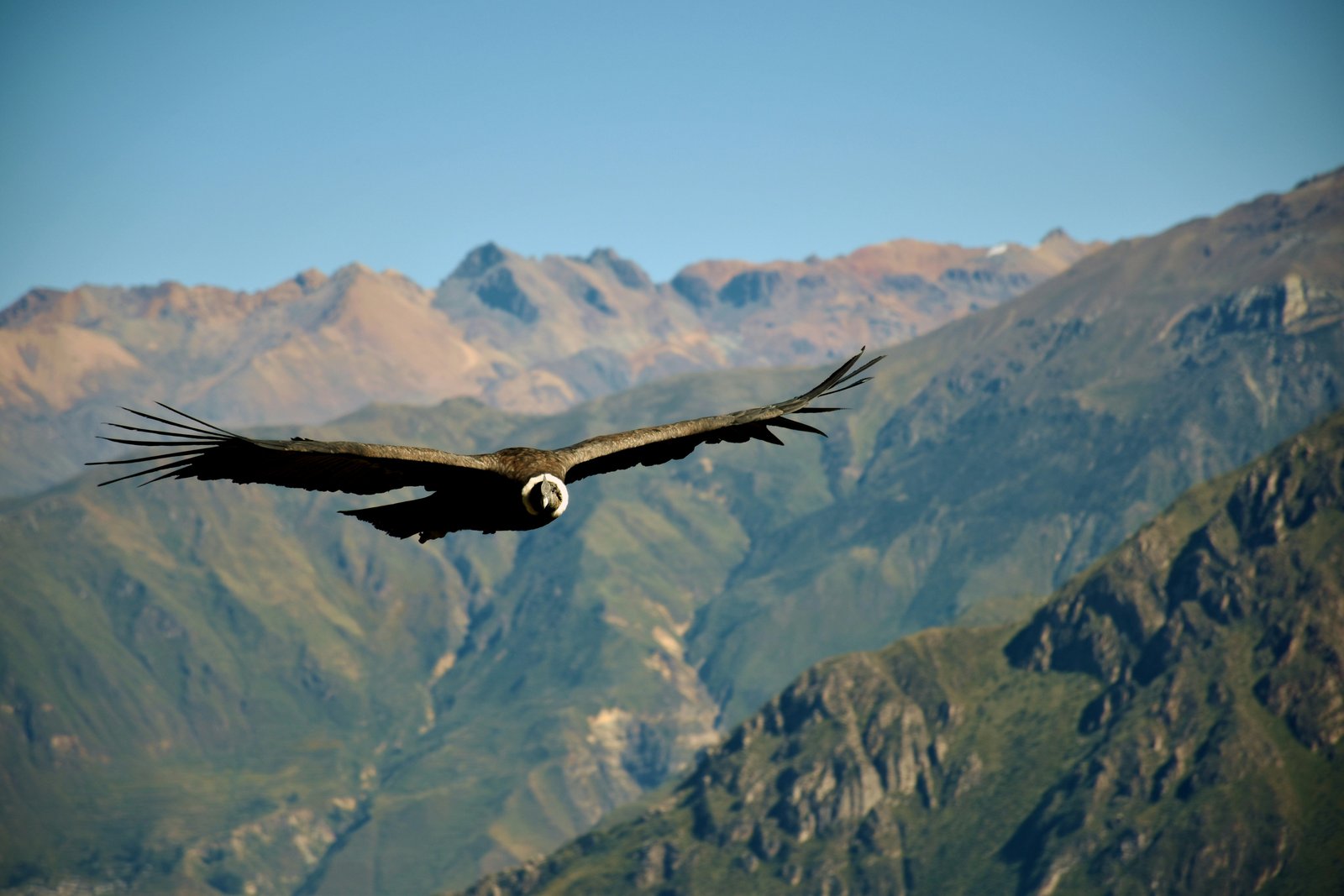 Andean condor soaring head-on over Colca Canyon, Andes ridgelines behind