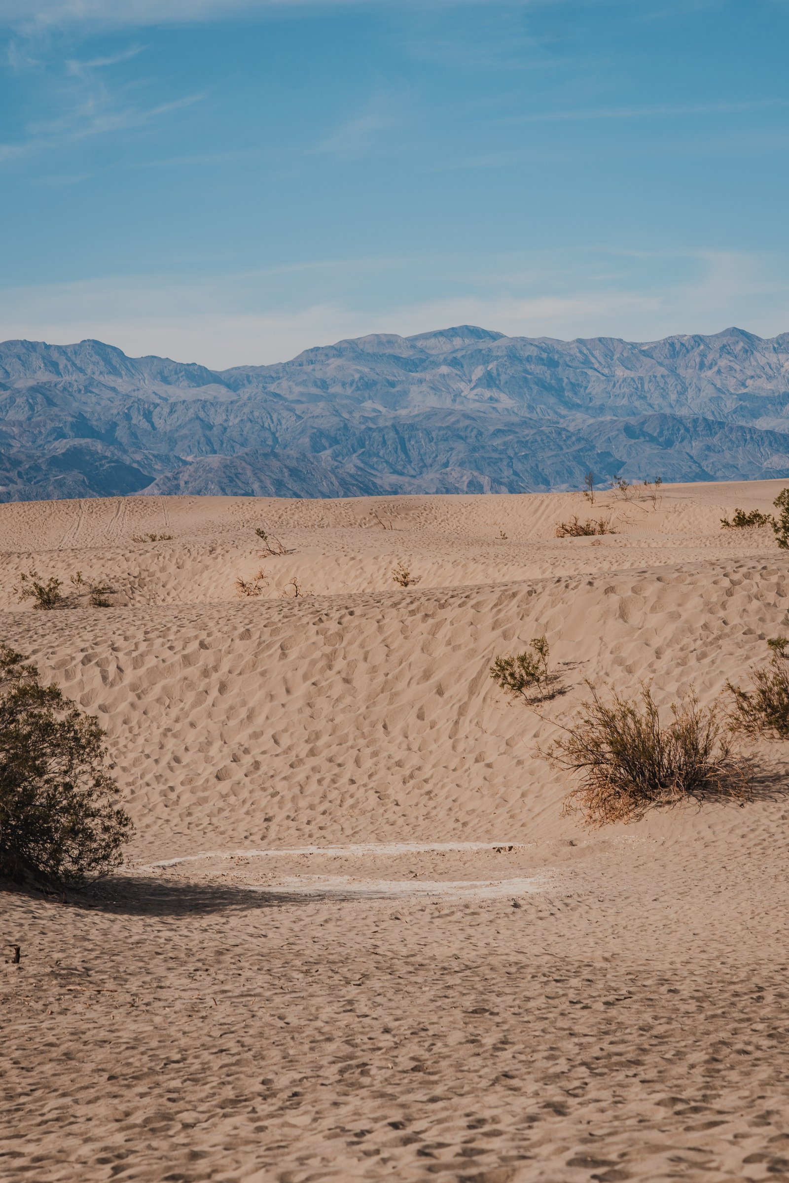 Dunes with desert shrubs in the foreground. Mountains behind.