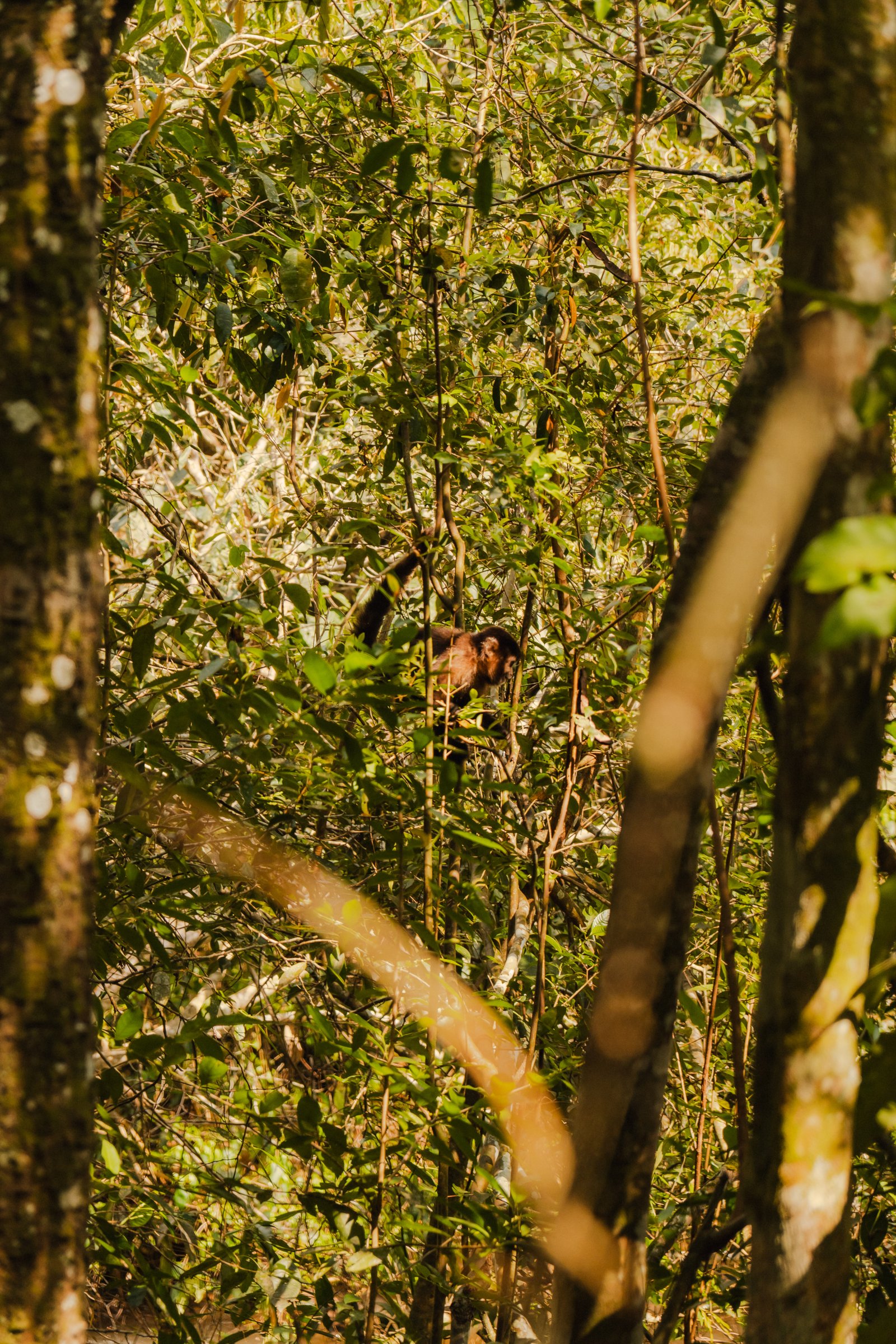 Single waterfall through a jungle frame. Basalt walls, green on every surface.