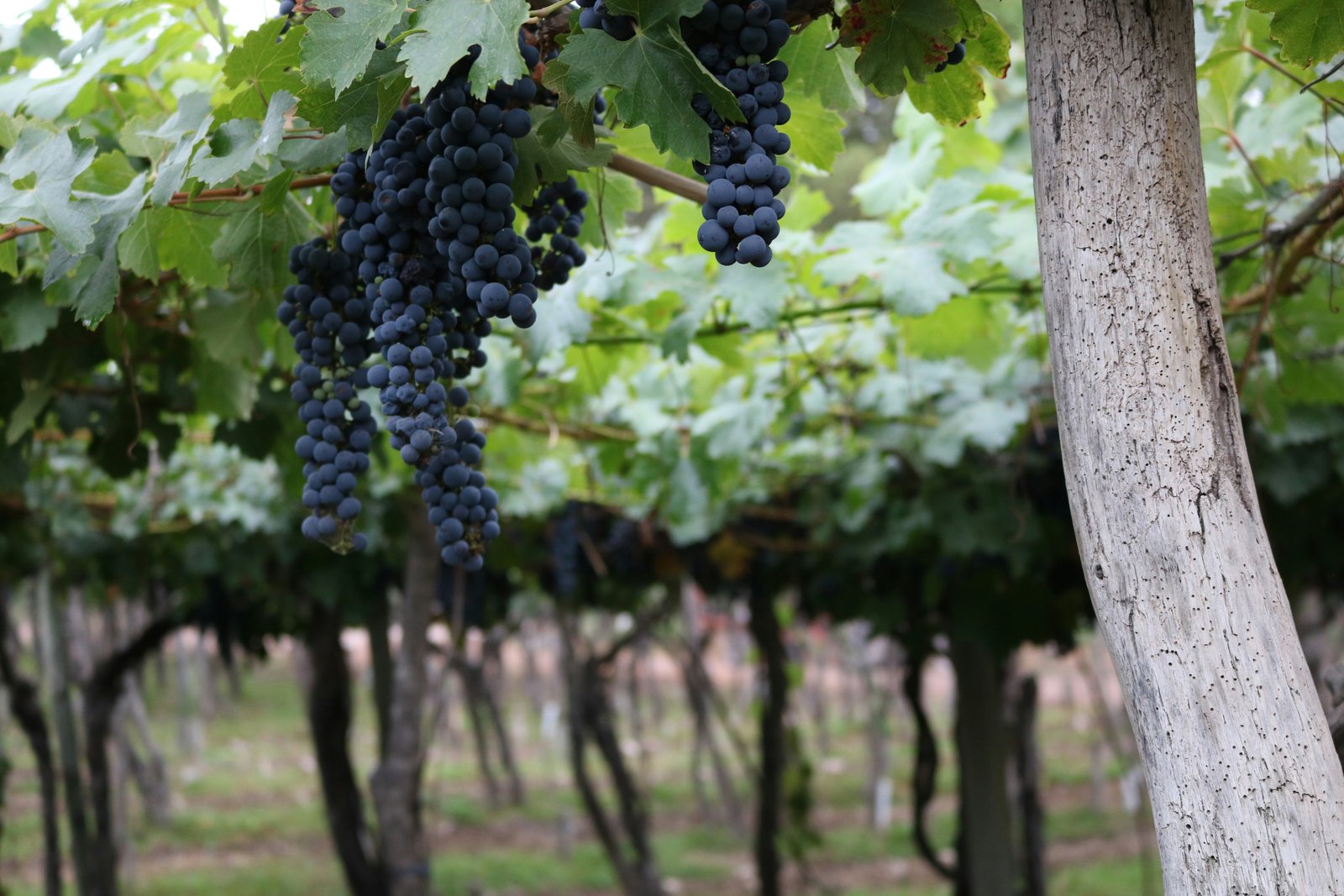 Malbec grape clusters on the vine in the Lujan de Cuyo wine region