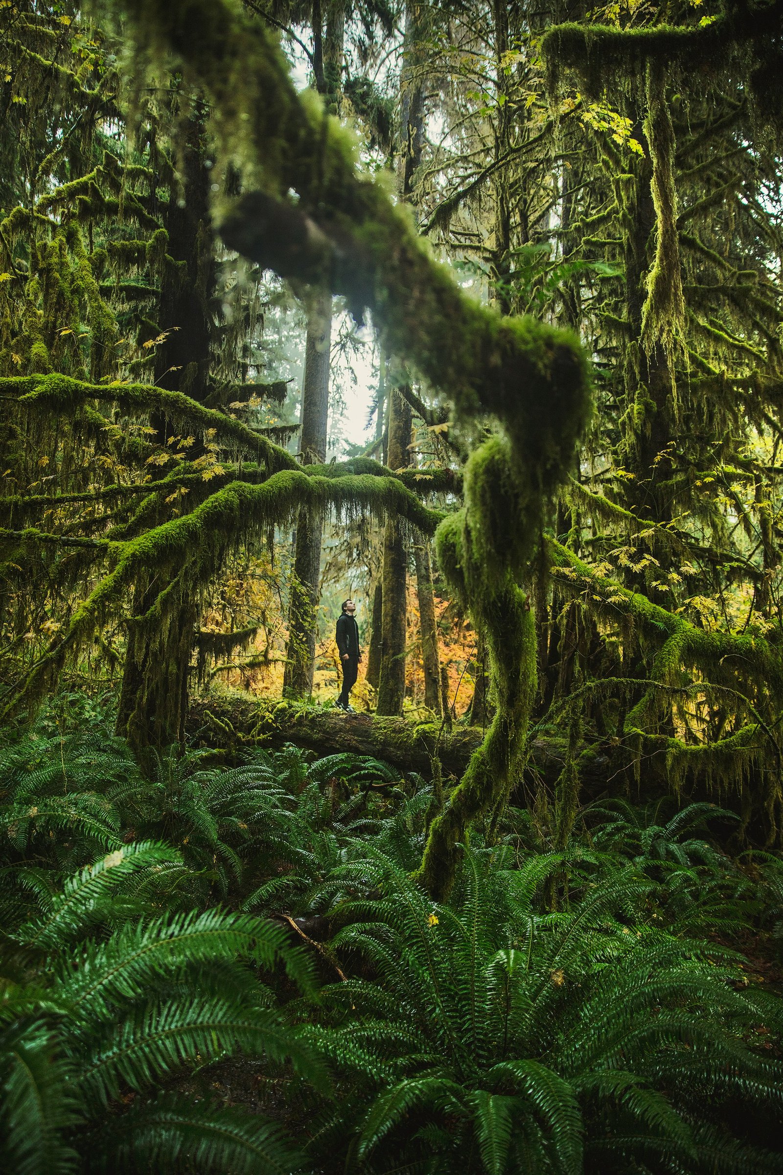 Hiker standing among massive old-growth trees in the Olympic rainforest