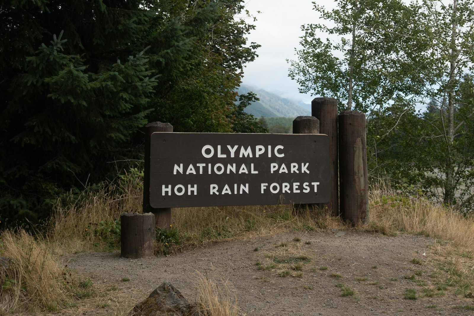Olympic National Park Hoh Rain Forest entrance sign amid dense ferns