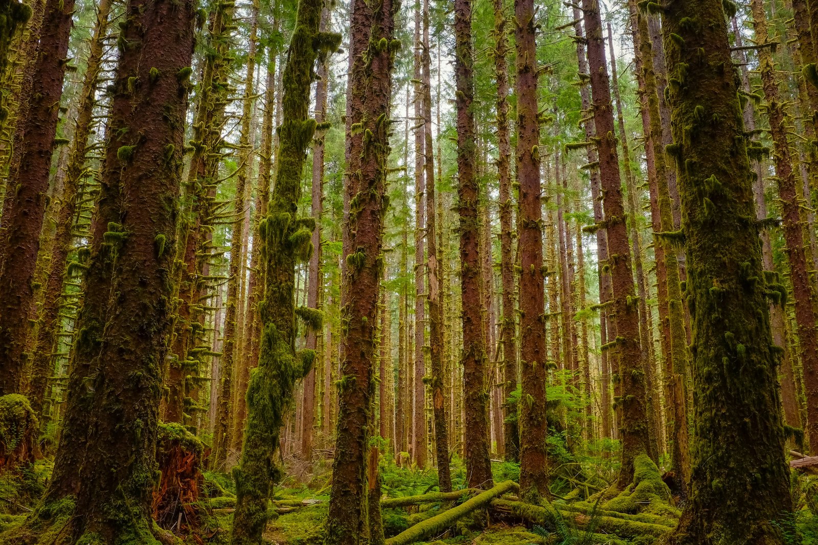 Moss-draped Sitka spruce trunks in the Hoh Rainforest, one of the wettest places in the US