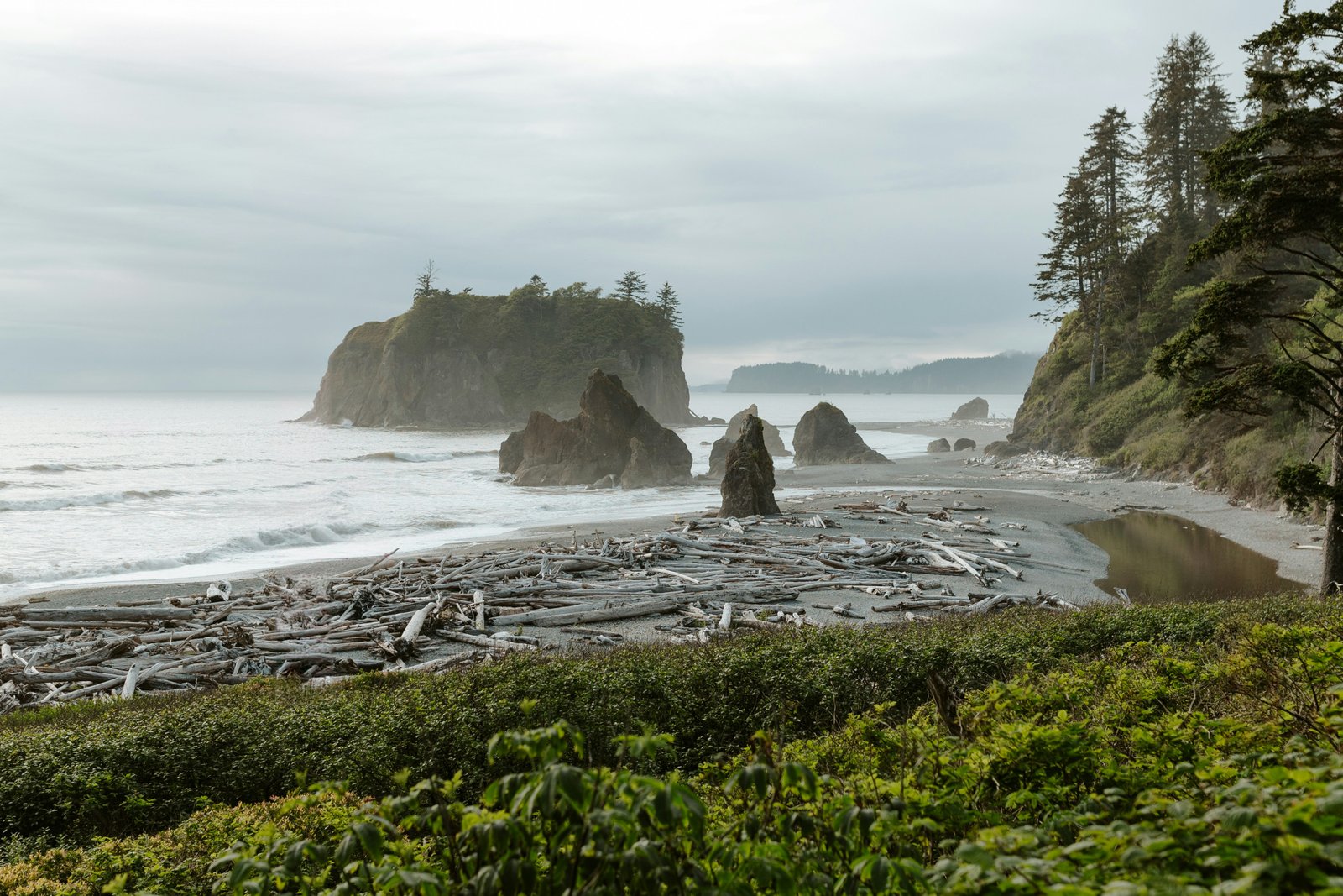 Olympic National Park rainforest