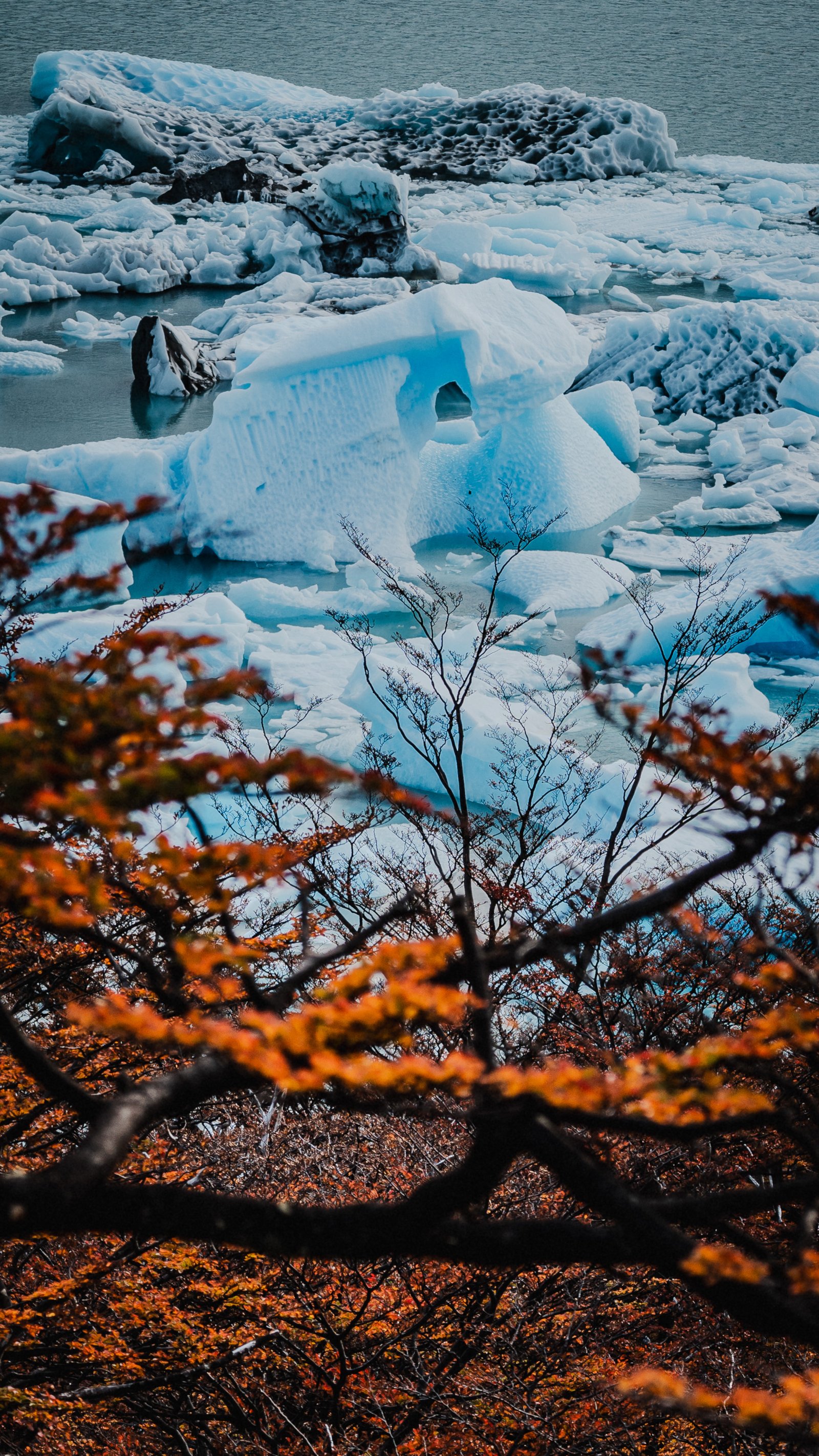 Orange lenga branches framing icebergs below, autumn