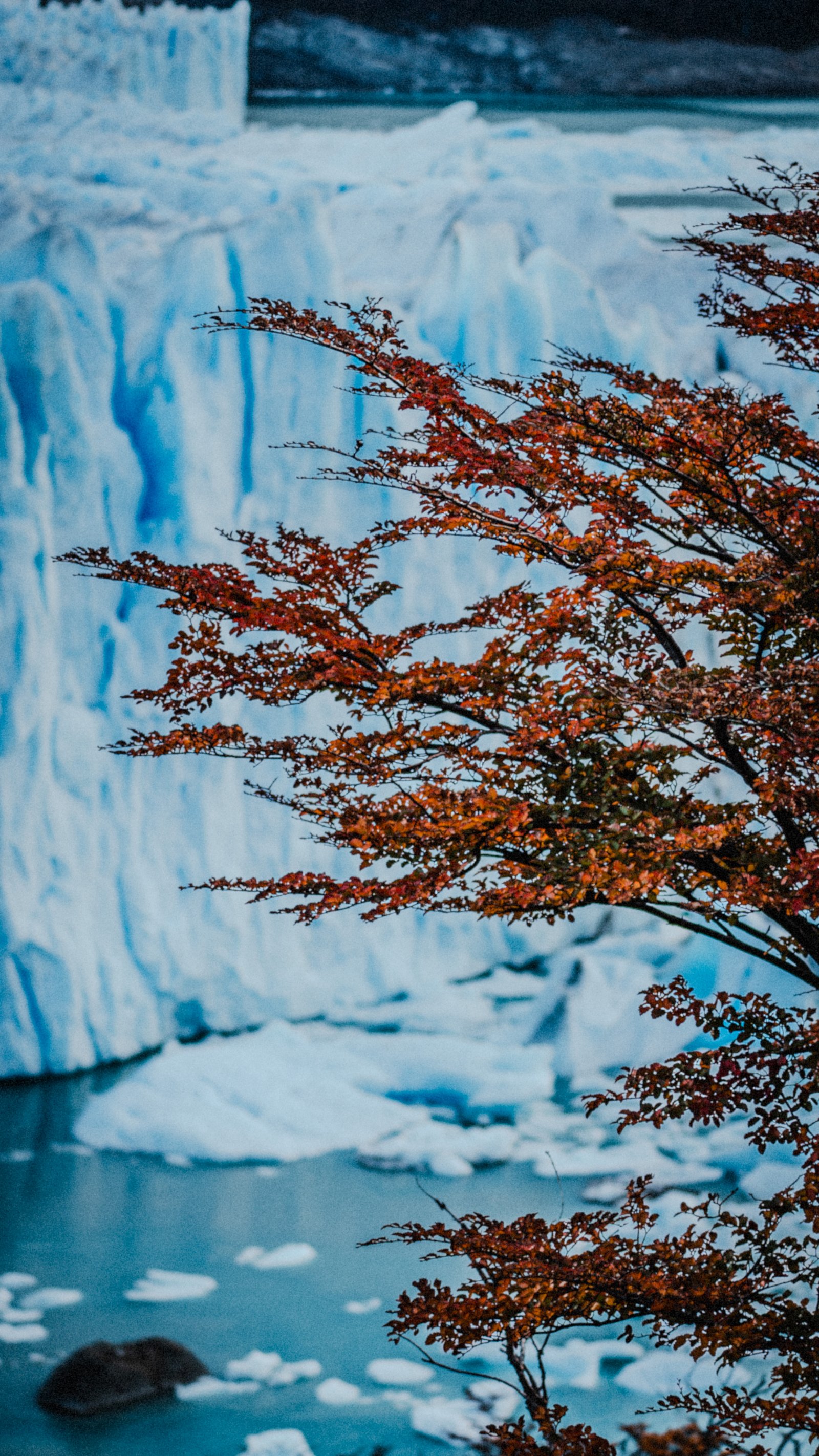Icebergs — Perito Moreno