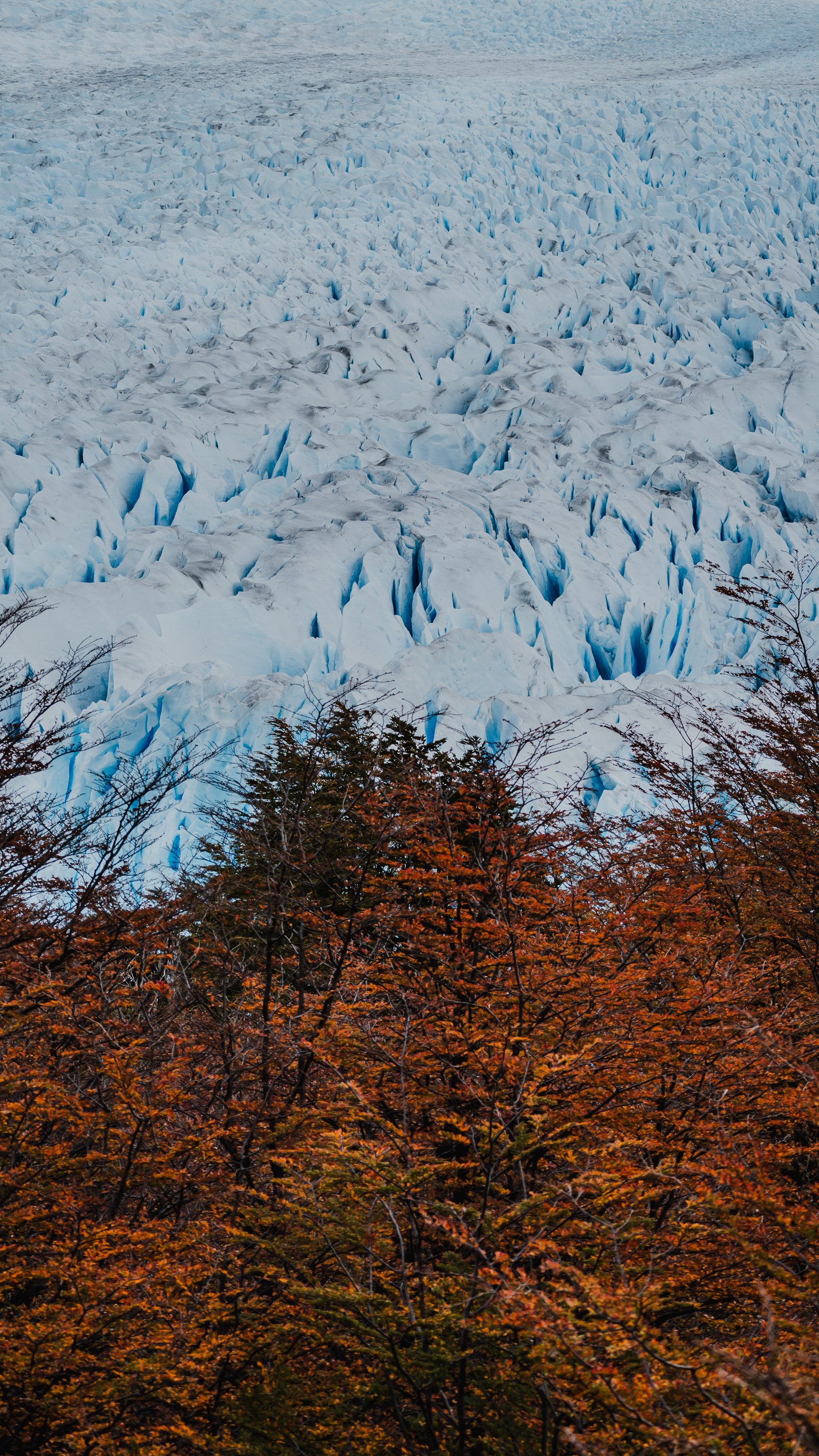 Autumn Forest & Ice — Perito Moreno