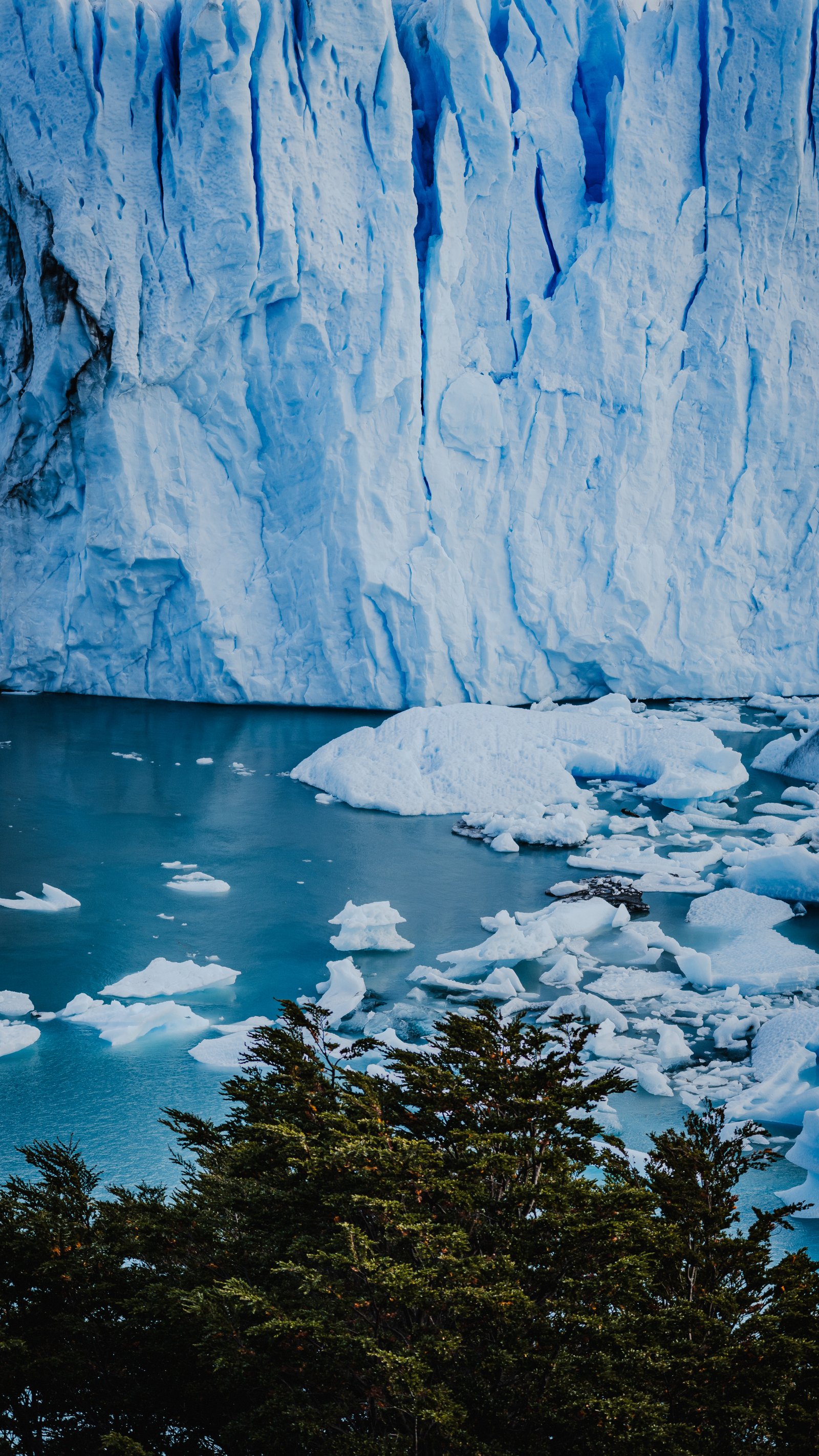 Pine canopy framing the glacier face and turquoise water.