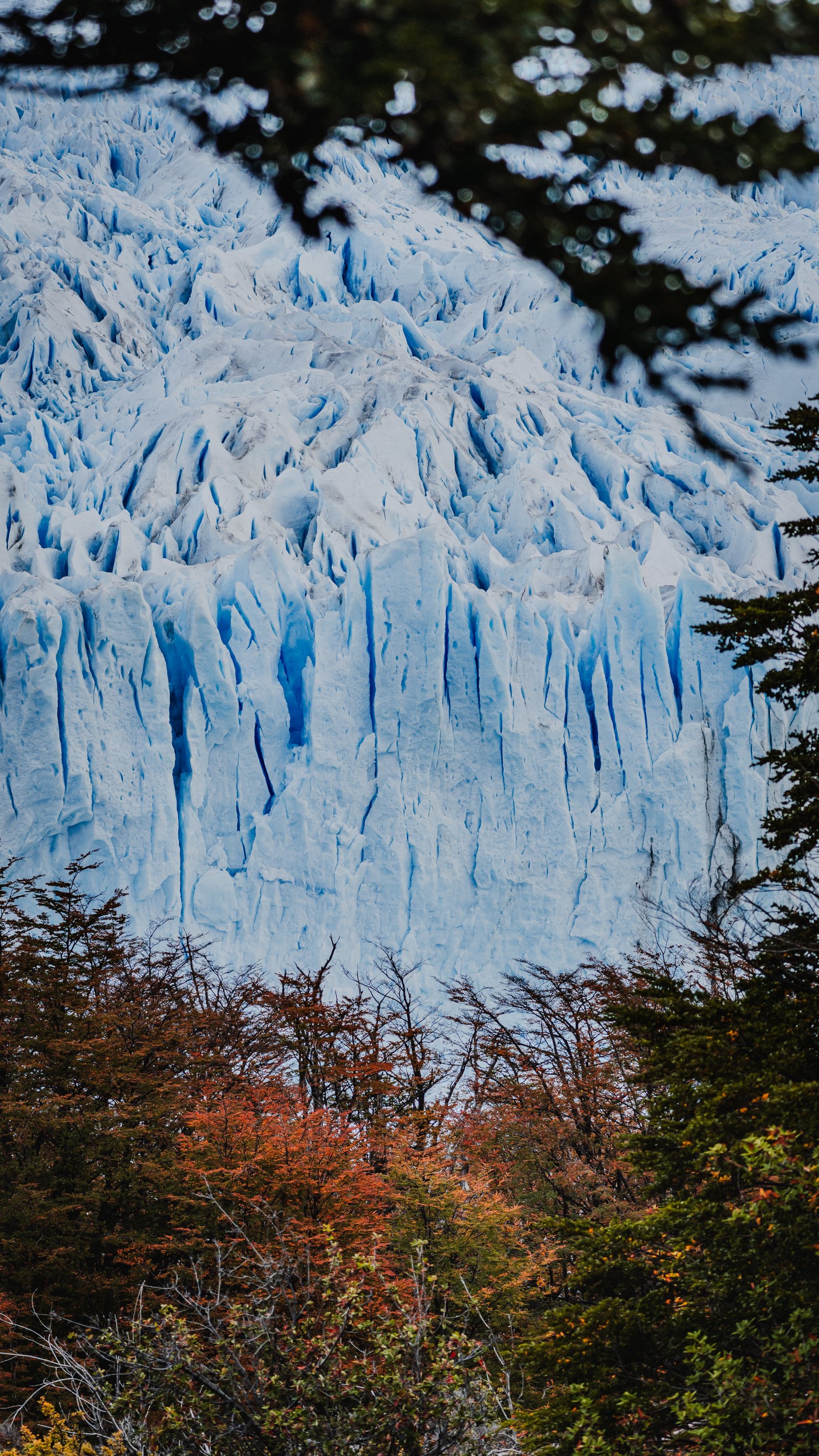 Glacier upper mass visible through autumn branches.