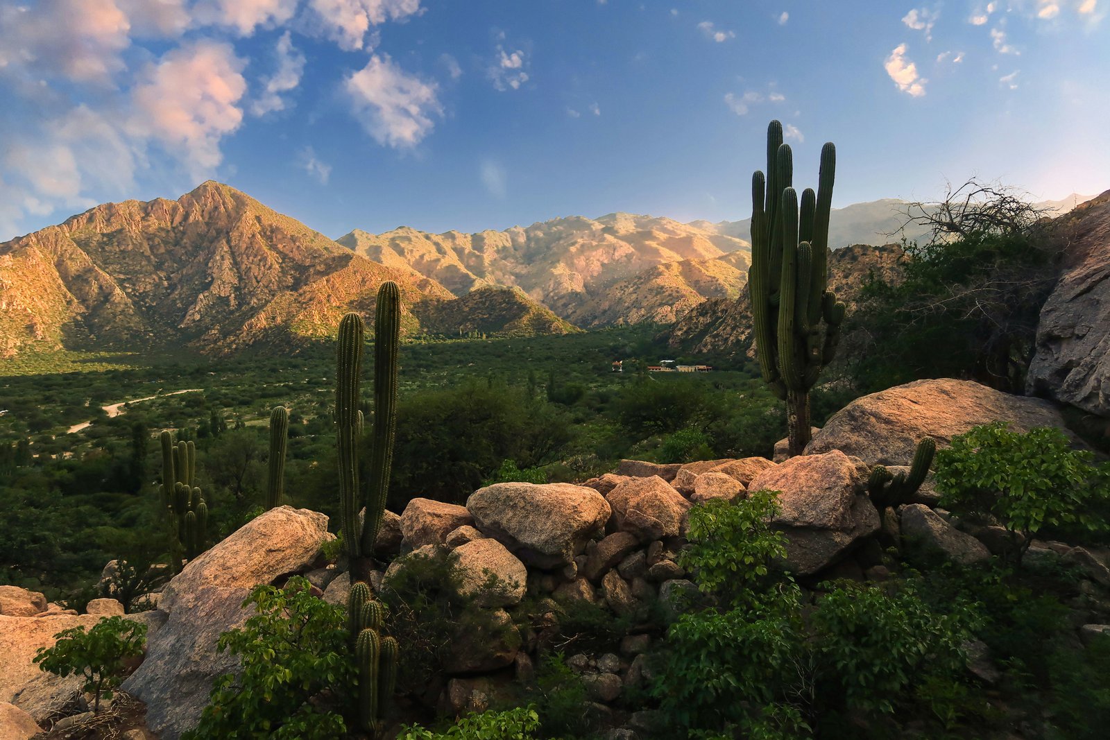 Giant cardones cacti at golden hour above a green valley in the Cachi highlands