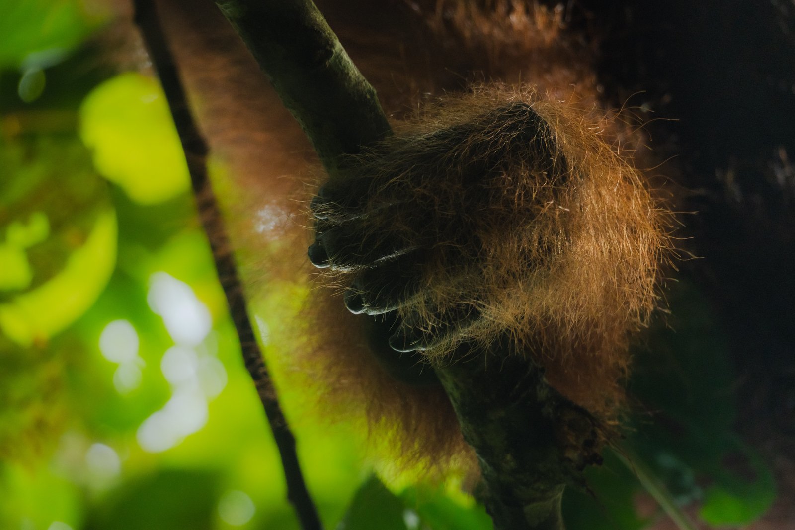 A large orangutan hand gripping a branch in the rainforest canopy. Bukit Lawang, Leuser National Park.