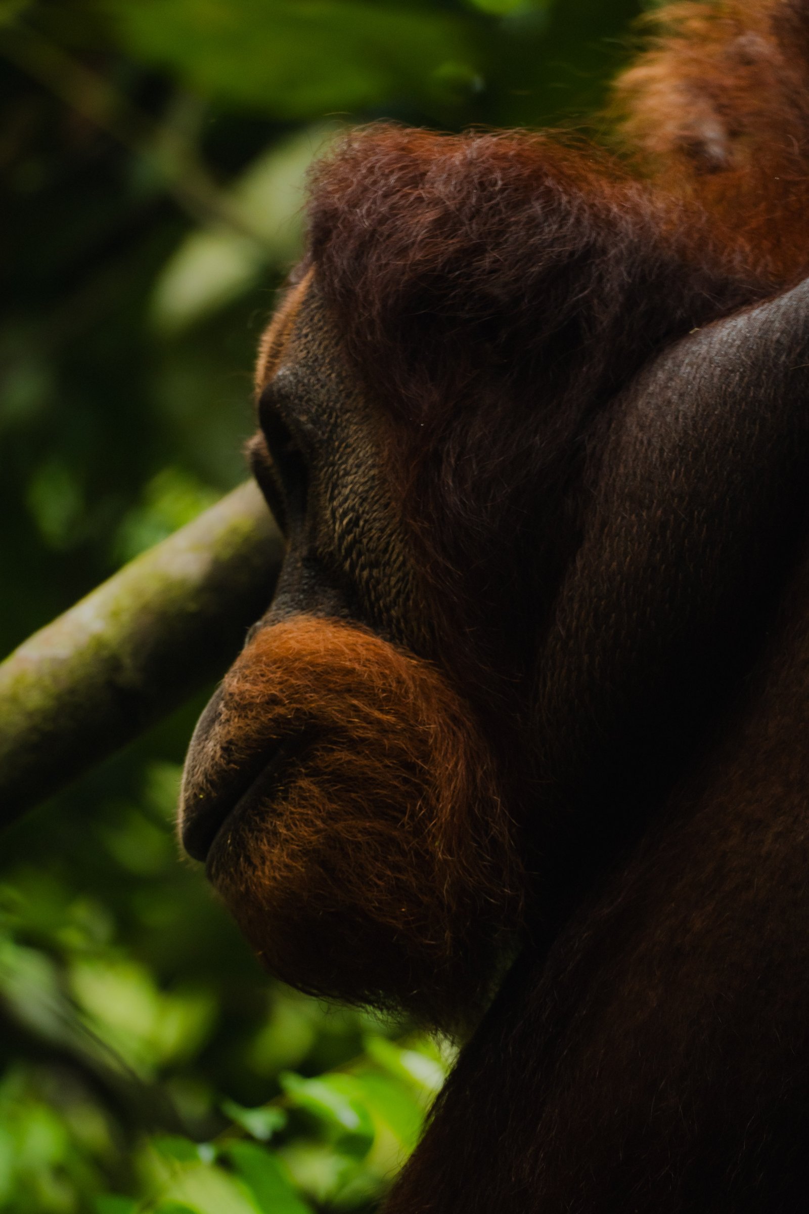 The Orangutan — Sumatra