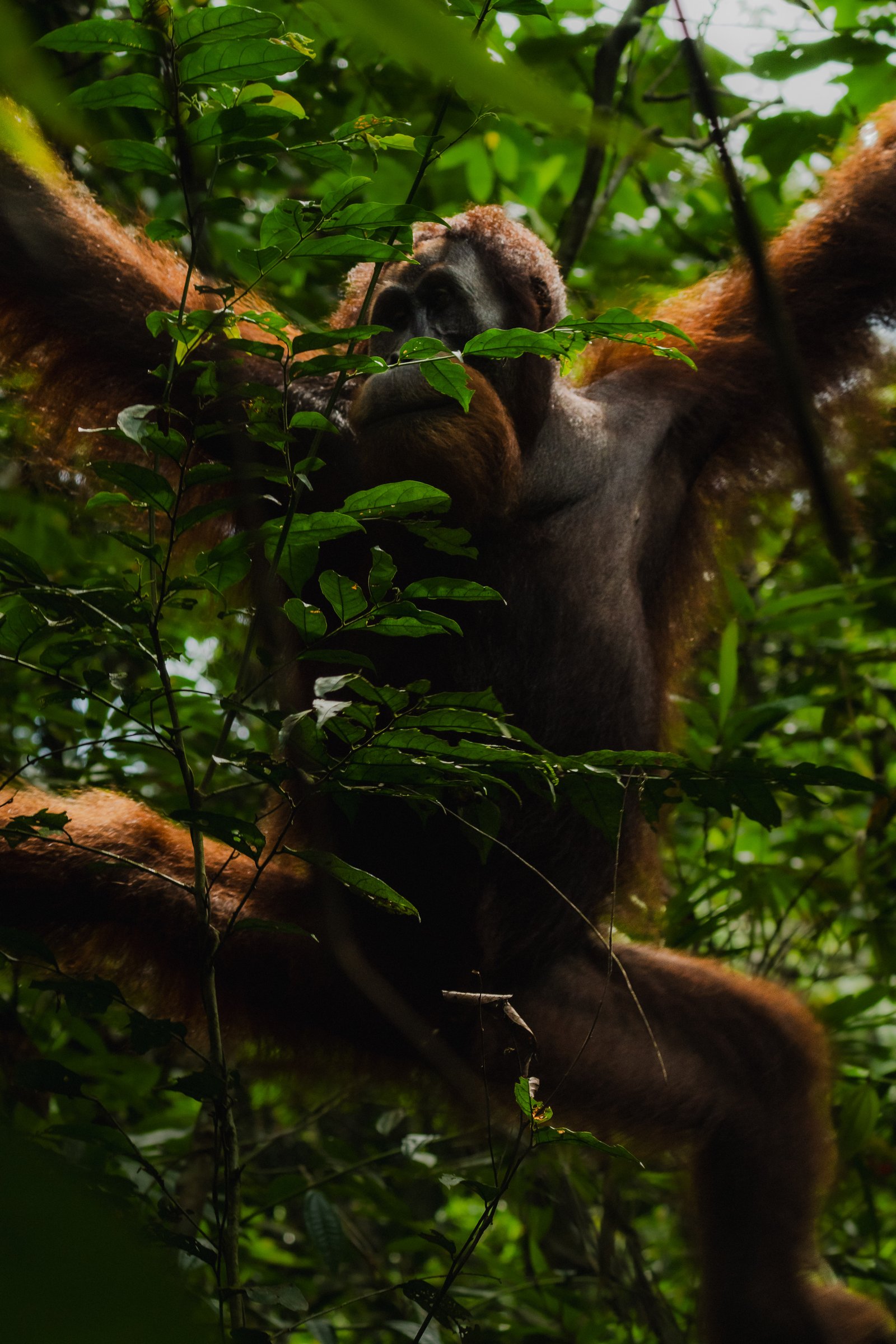 Shot from the floor looking up. The arms stretch wider than you'd expect for the weight.