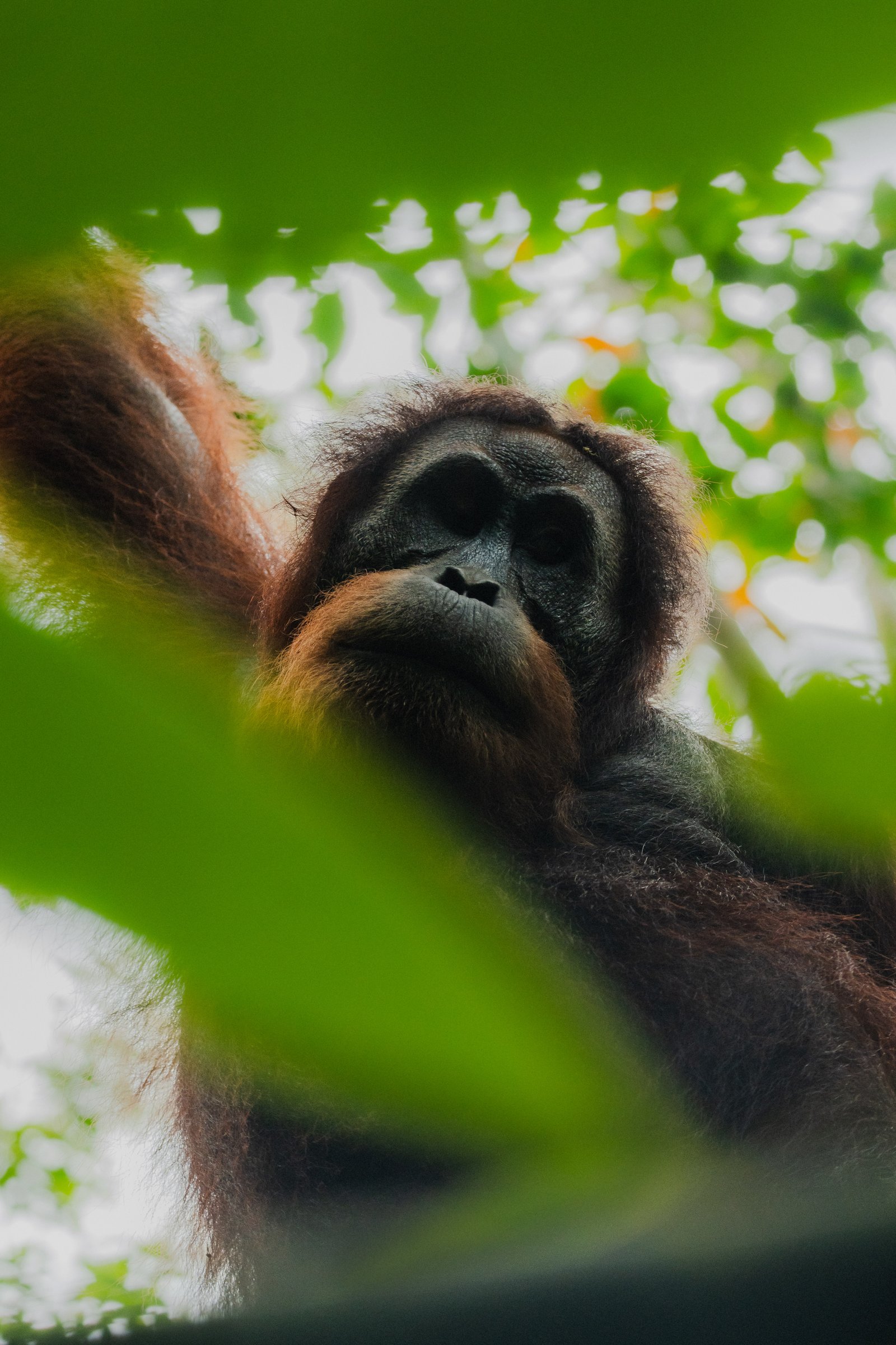 Looking up through the leaves. He'd been in that tree for the last hour.