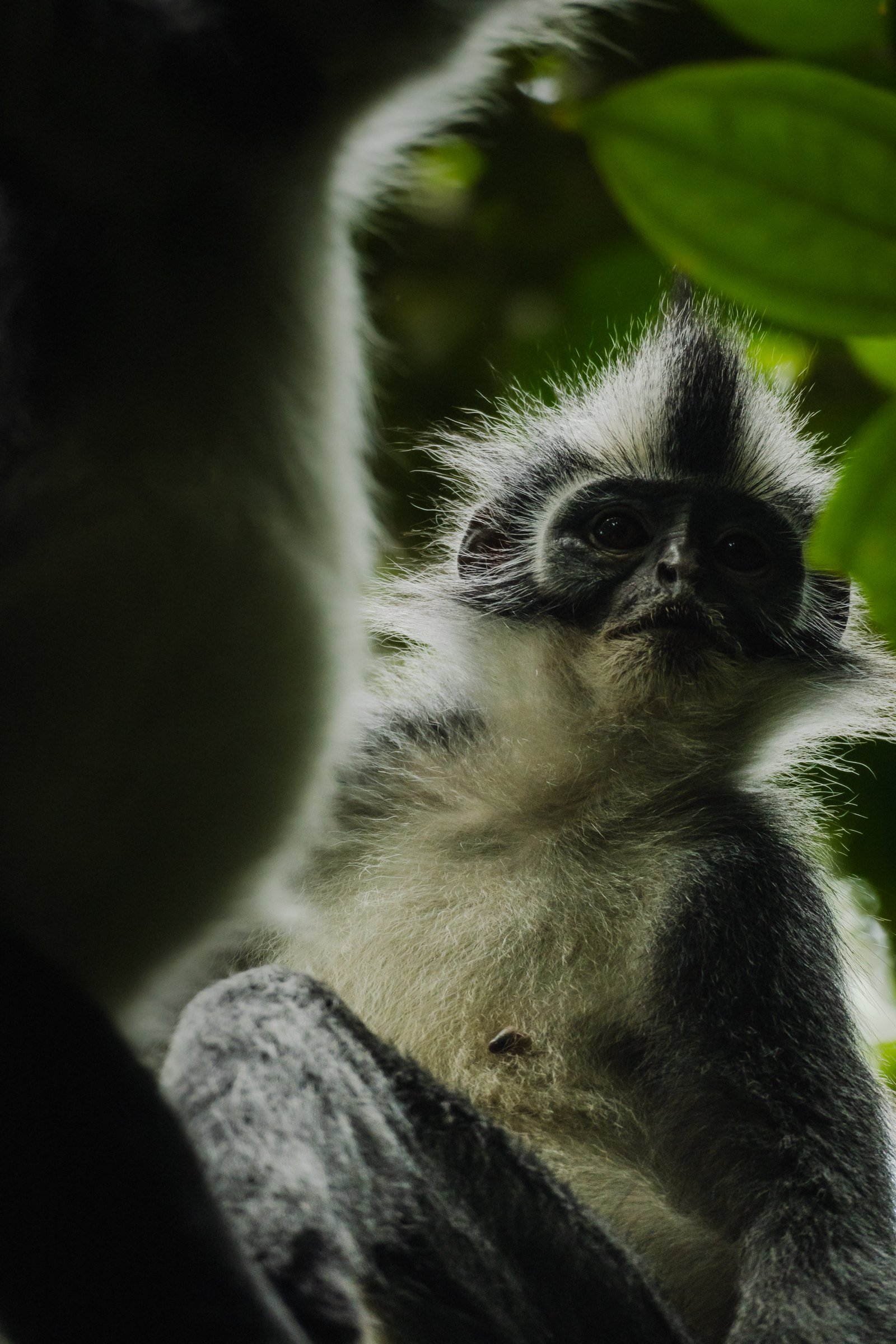 Thomas's Leaf Monkey — Sumatra