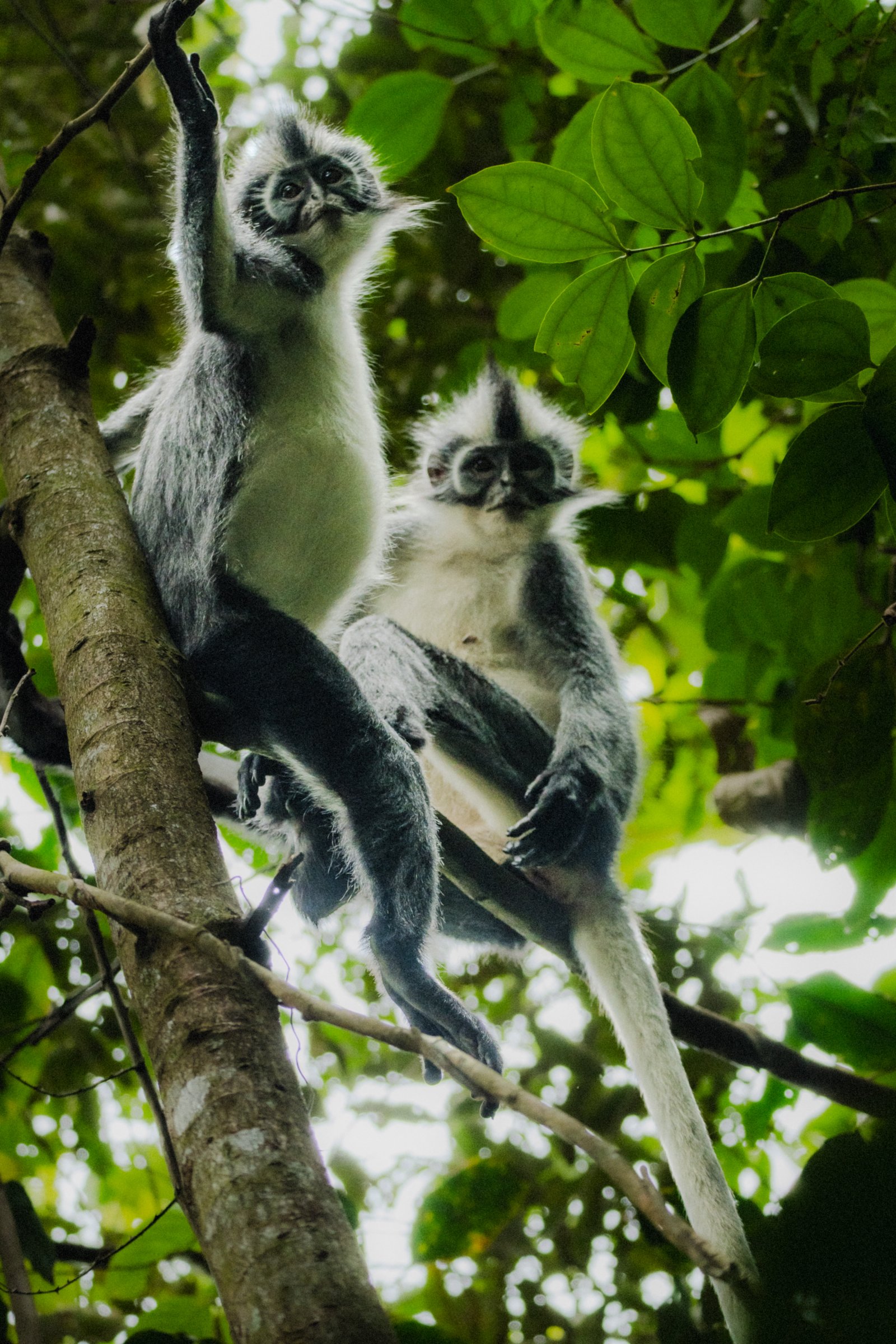 The Troop — Sumatra