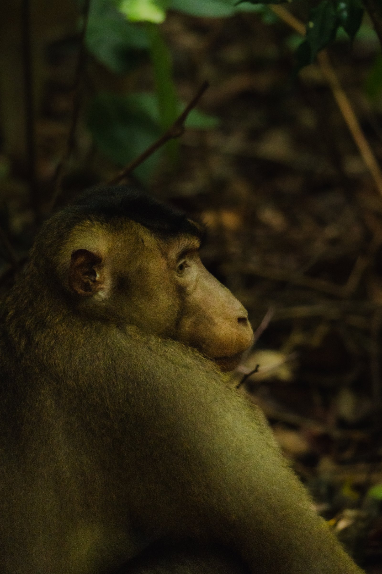 The Macaque — Sumatra