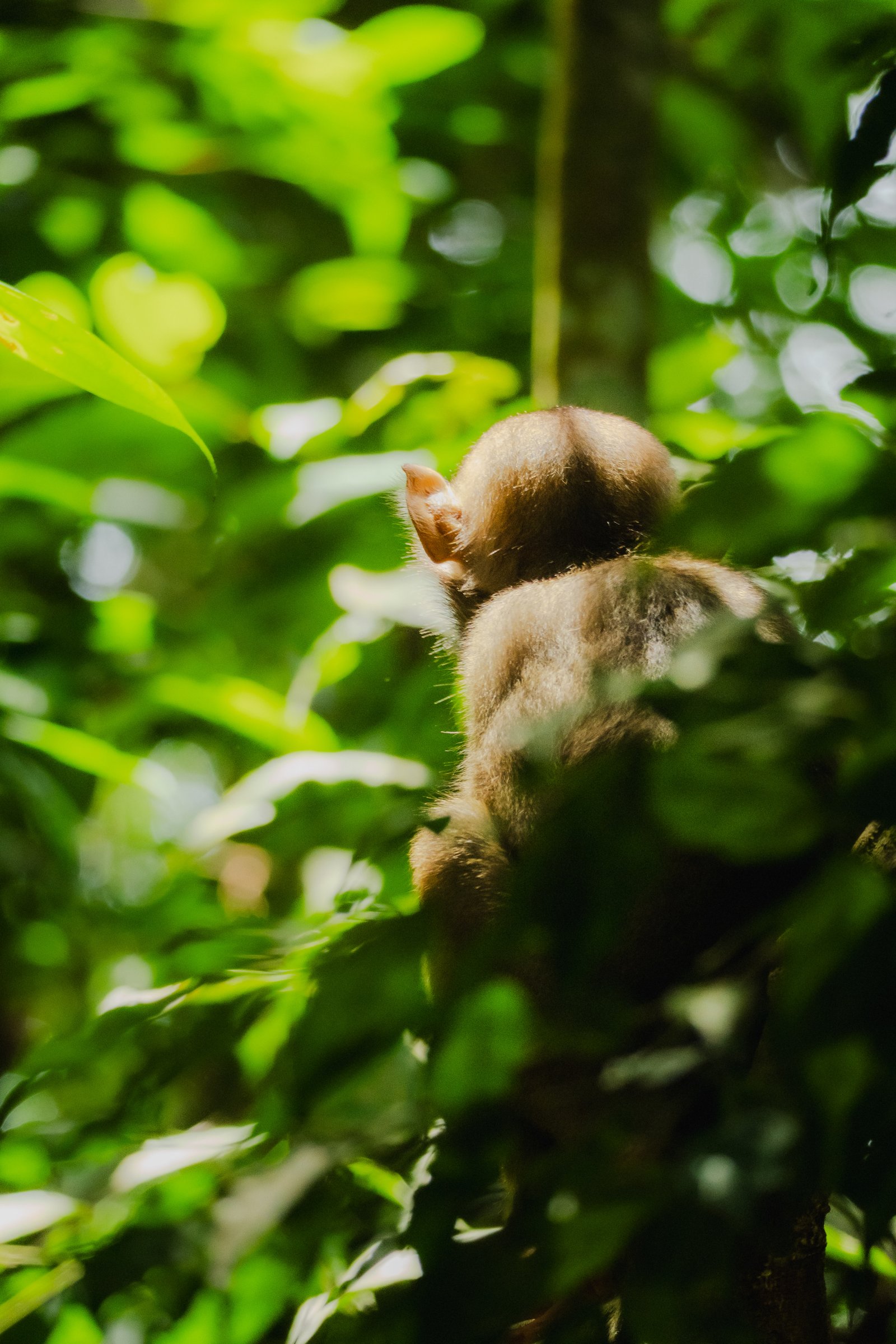 A young one, maybe two metres off the ground. Green everywhere.