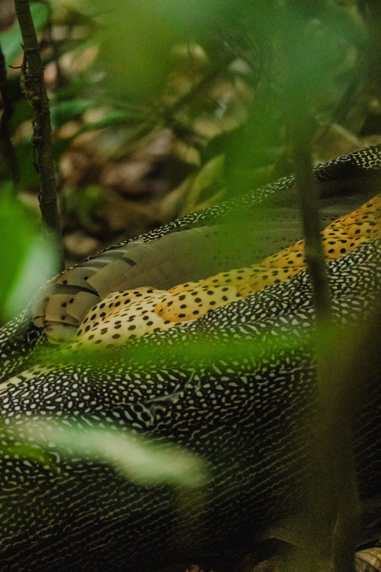 Moving through the leaf litter. Slow and deliberate, completely aware of everything.