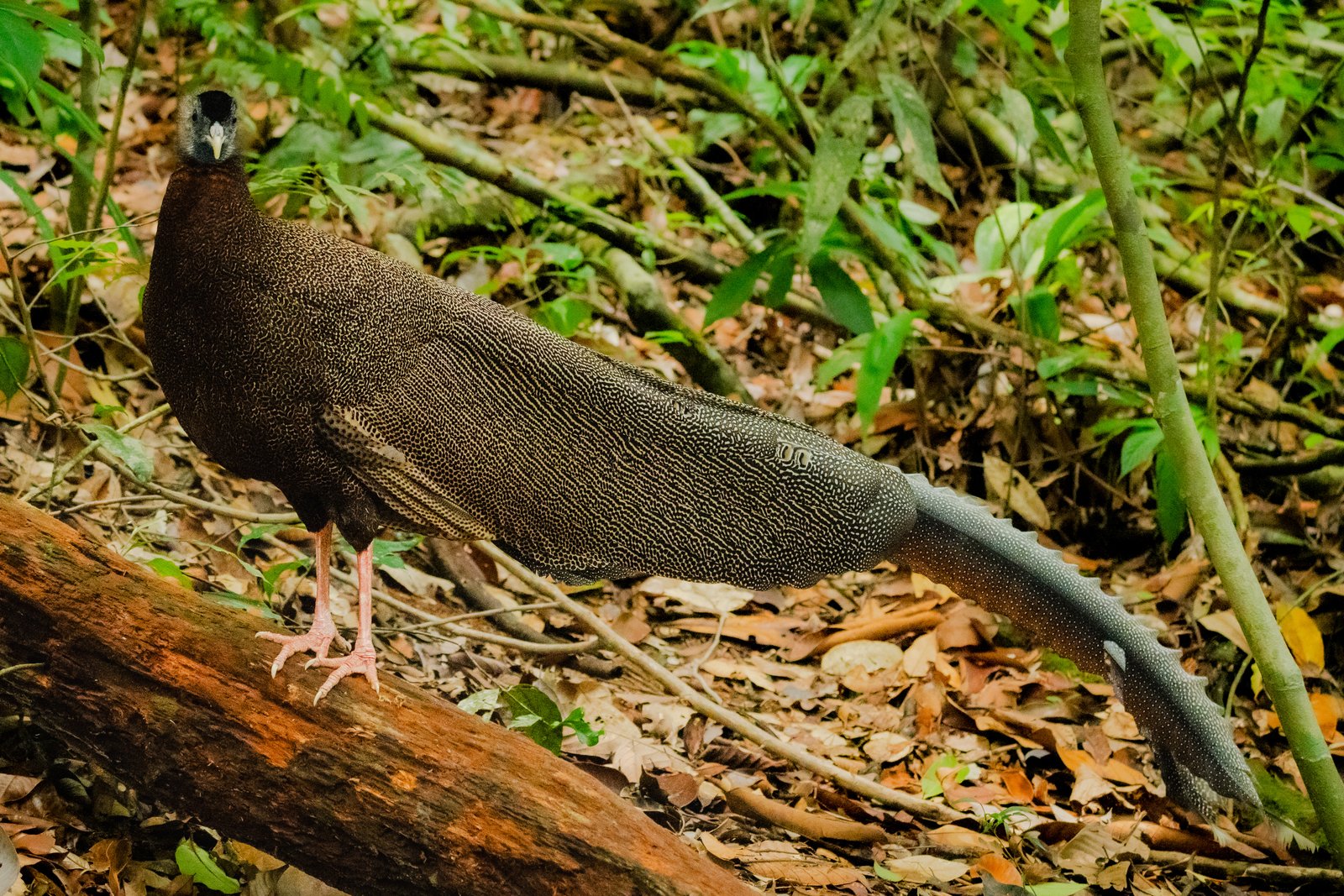 The Crested Fireback — Sumatra