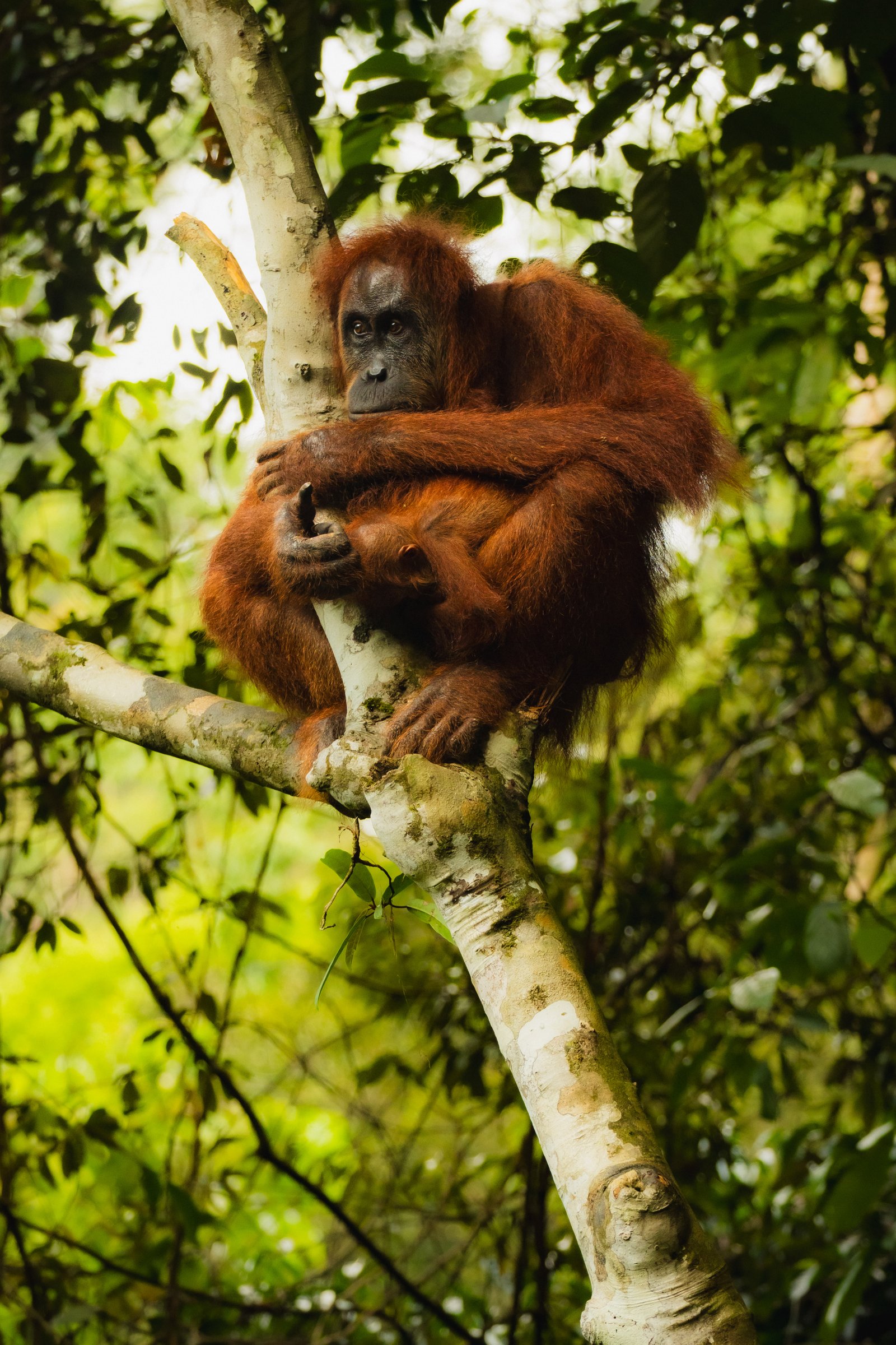 Mother and Young — Sumatra