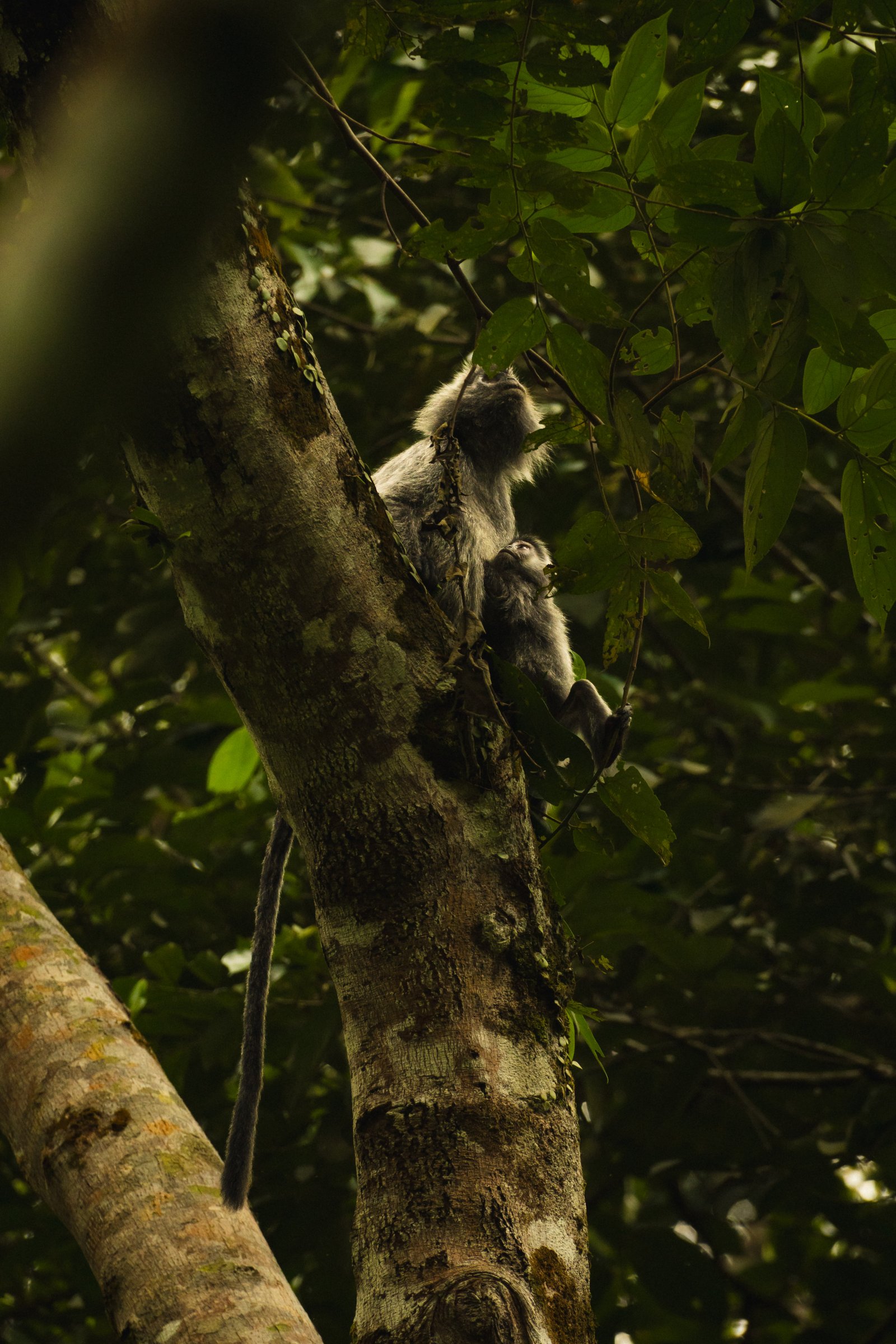Coming down fast. When they move, the whole canopy shakes with them.