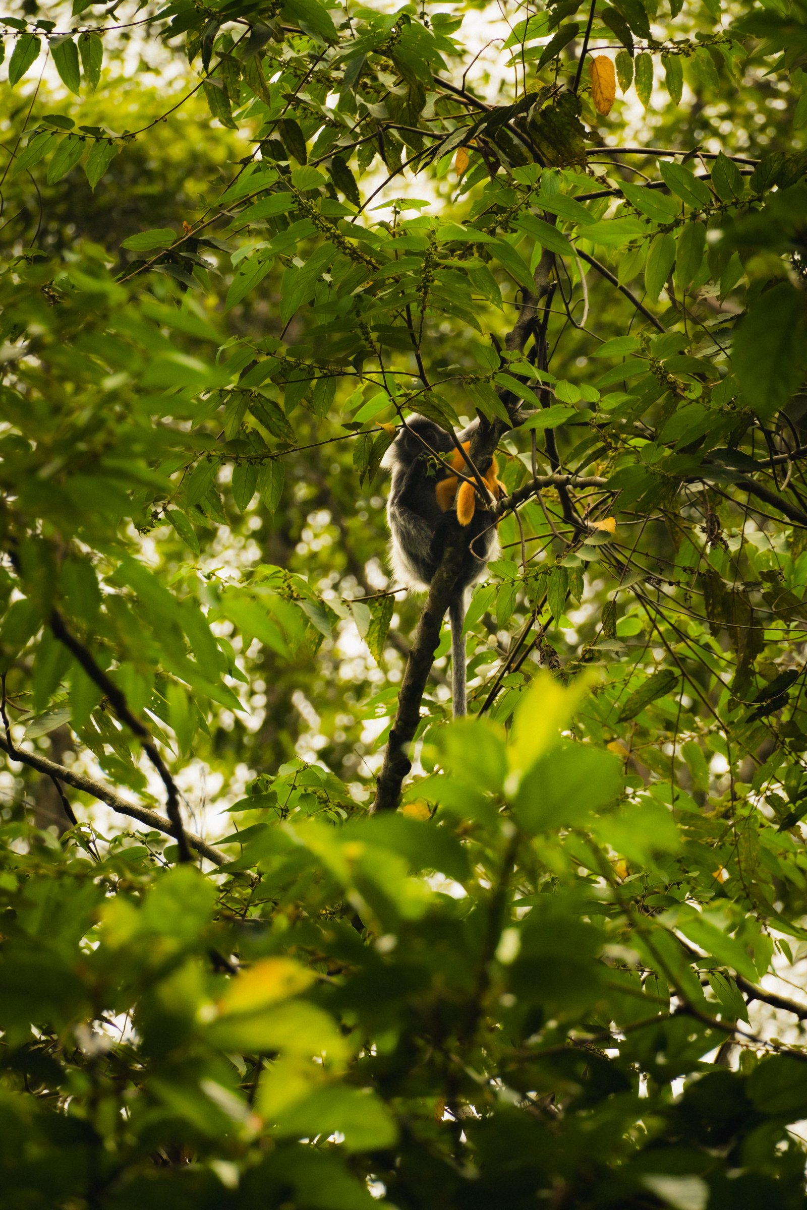 Two of them high in the canopy above the river. Moving together.