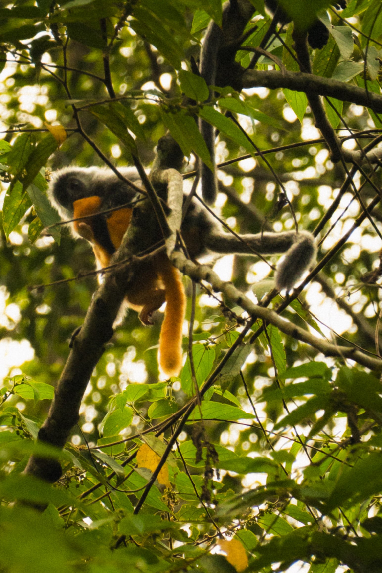 The Surili — Sumatra