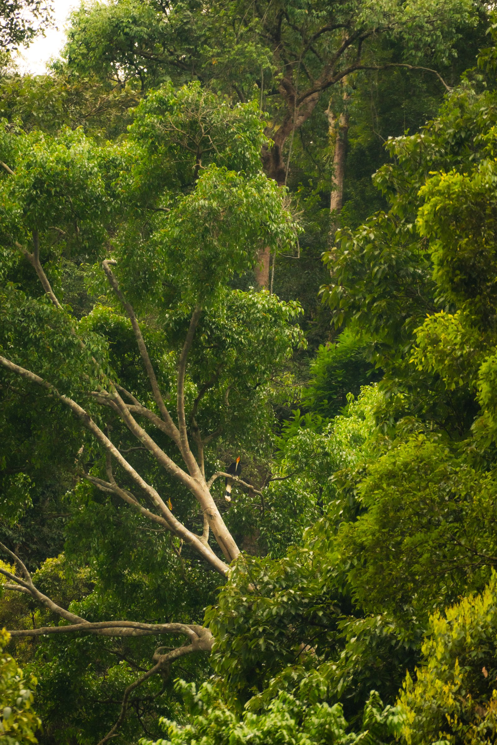 In the canopy. Once you know the silhouette — bill below, casque curving up above — you can't unsee it.
