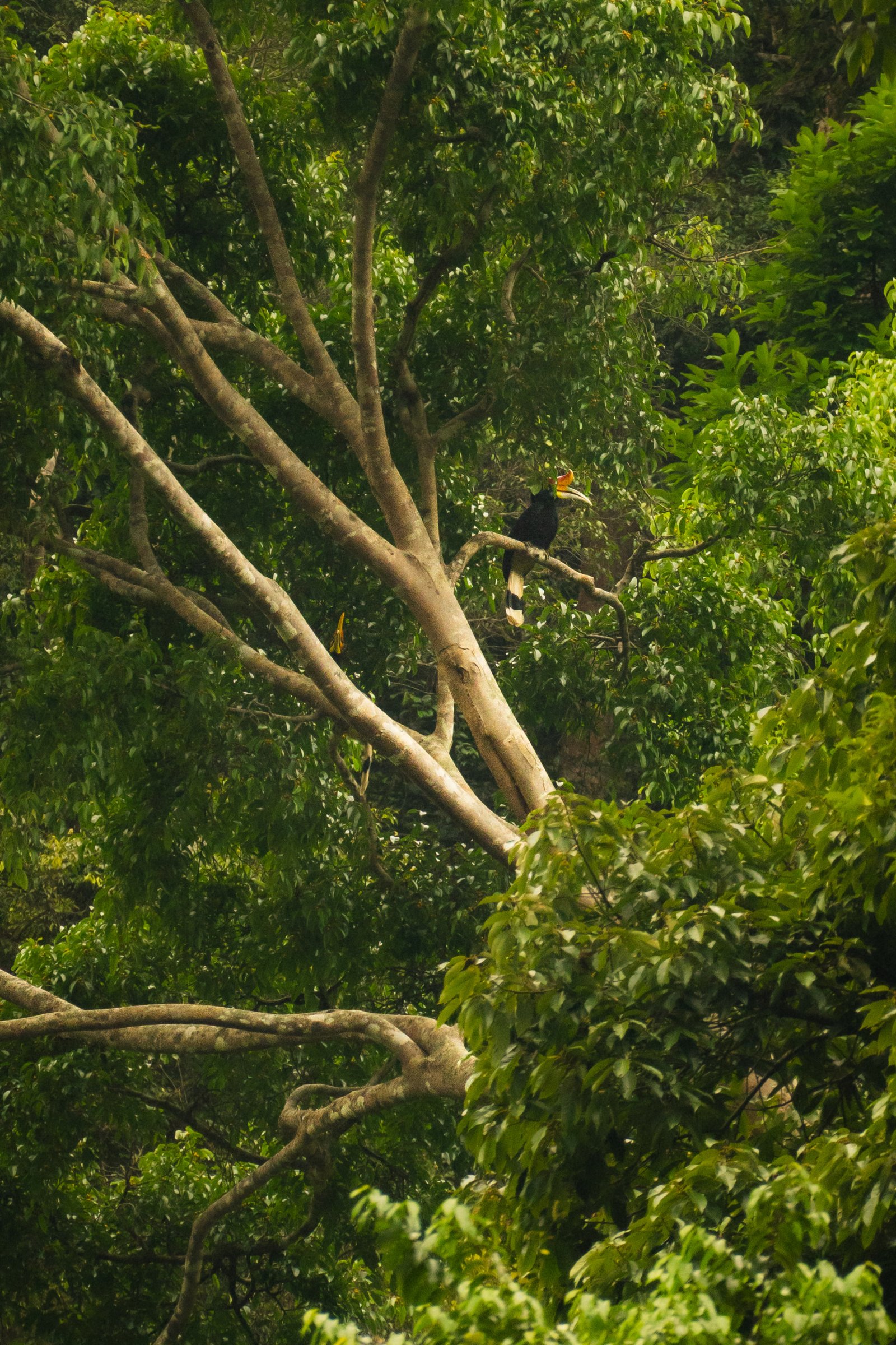 The Rhinoceros Hornbill — Sumatra