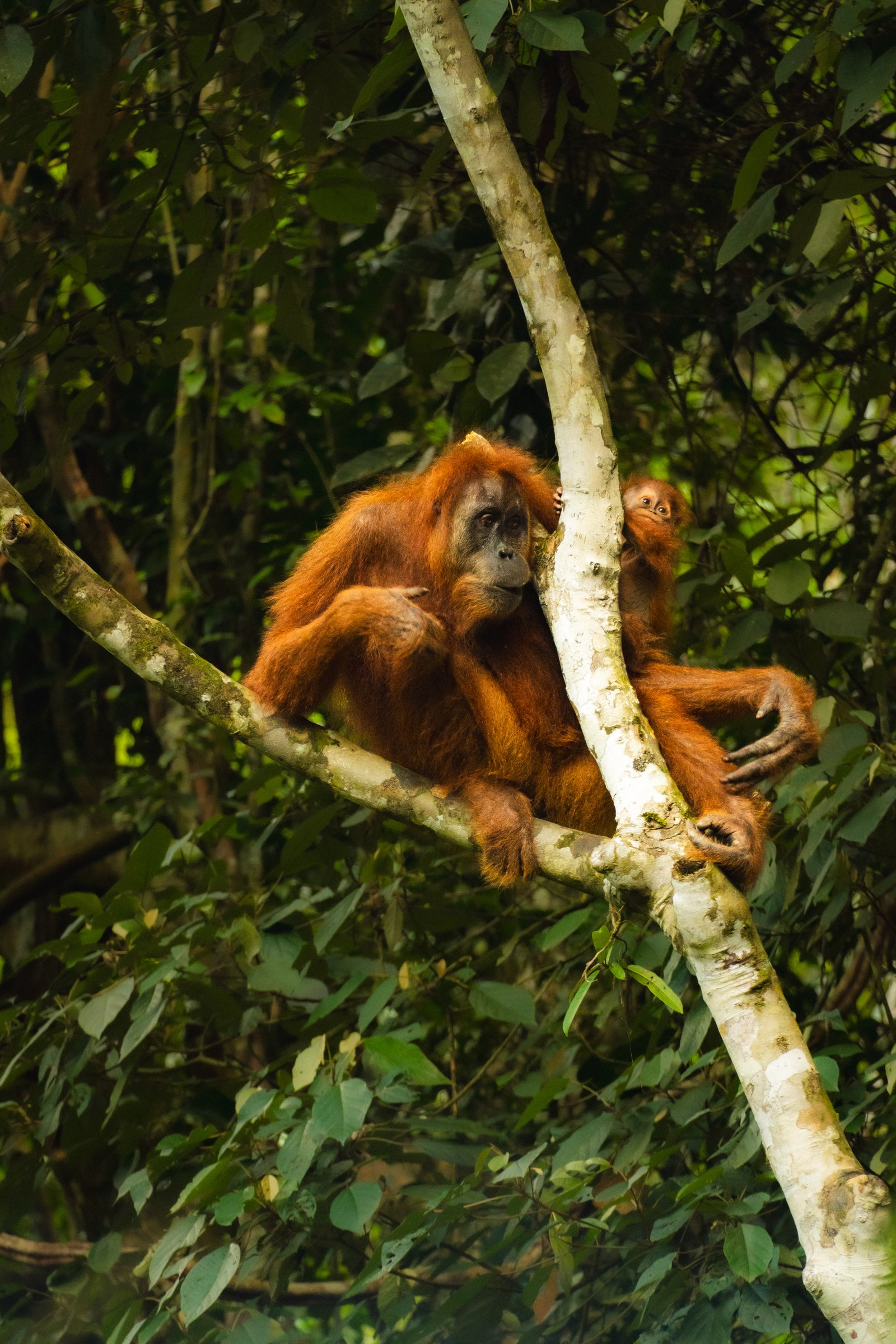 Mother and Young — Sumatra
