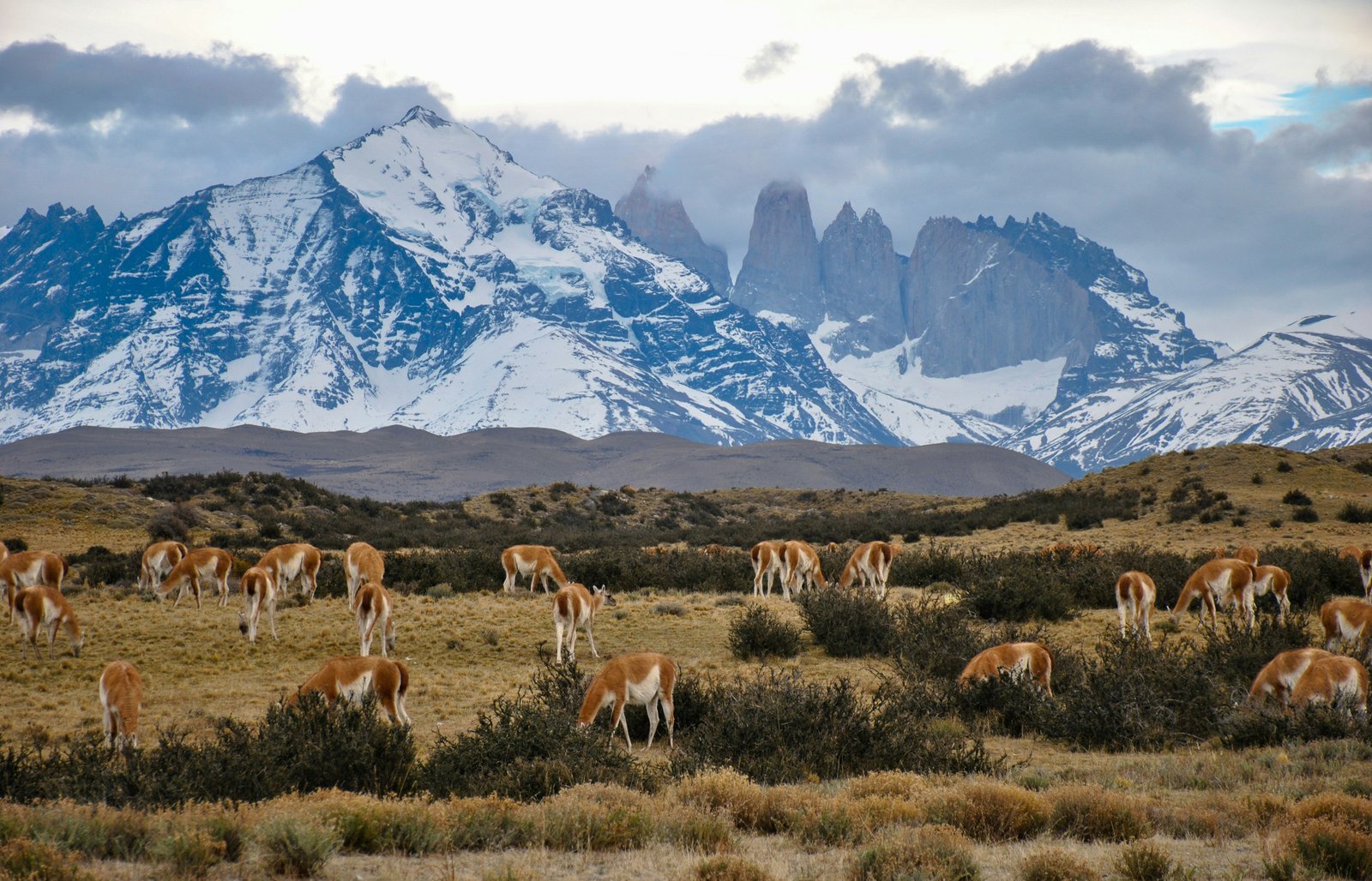 Herd of guanacos grazing on Patagonian steppe with the Torres and snowy massif behind