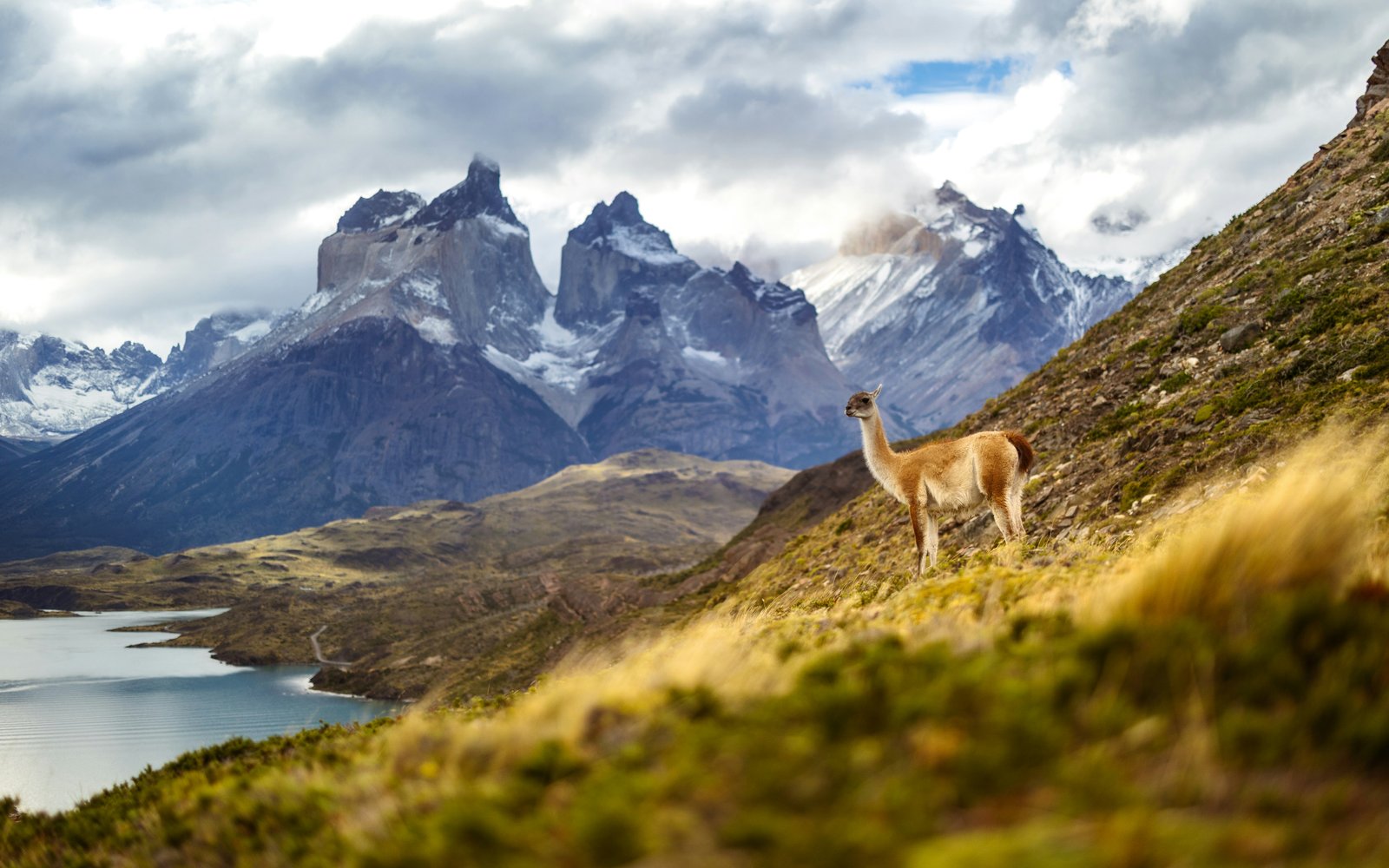 Guanaco on a hillside with the Cuernos del Paine and Lago Peho&eacute; visible below
