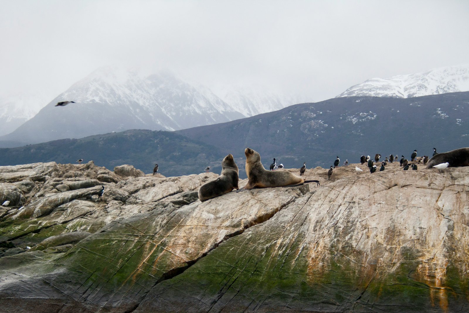 View over the Beagle Channel from Glaciar Martial trail