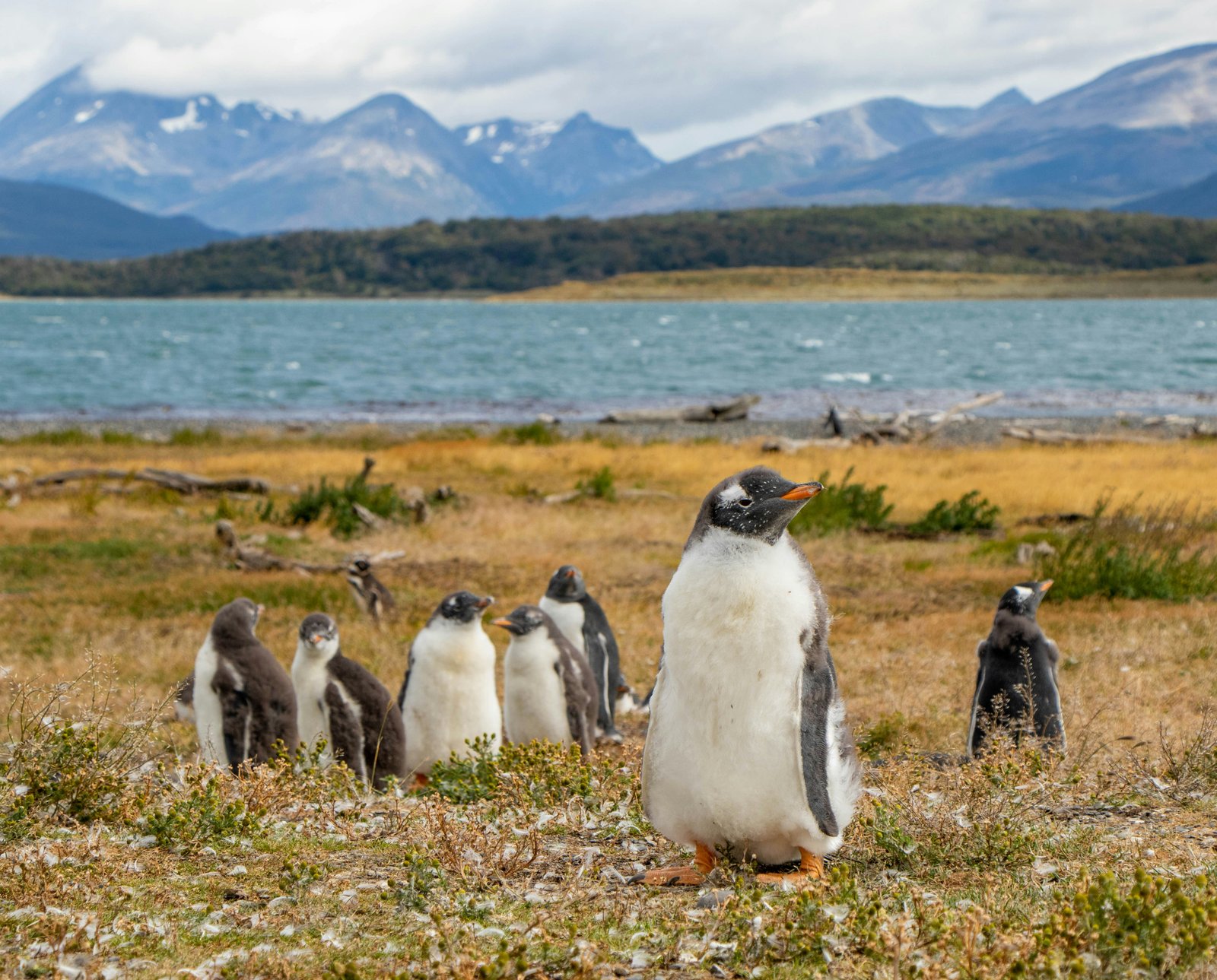 Gentoo penguin colony on the Beagle Channel shore with mountains behind