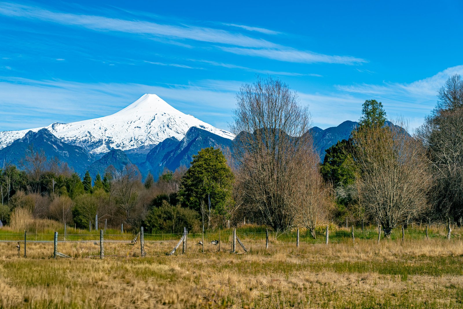 Villarrica from a winter field with bare trees and Andean peaks behind