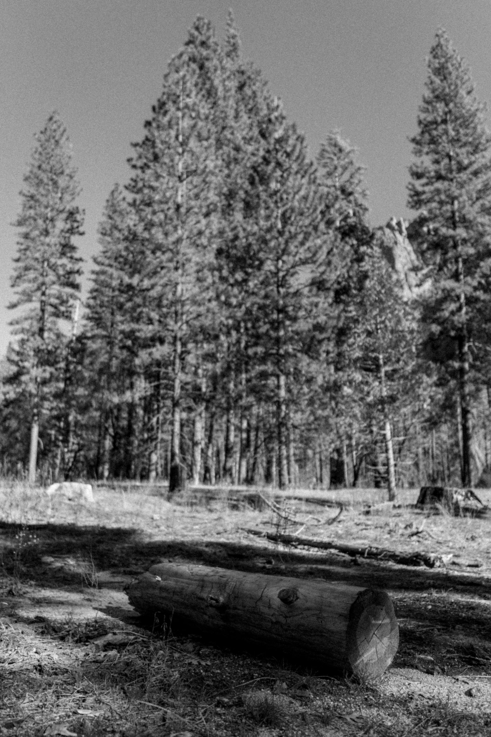 A fallen sequoia log on the forest floor. Ponderosa pines behind.
