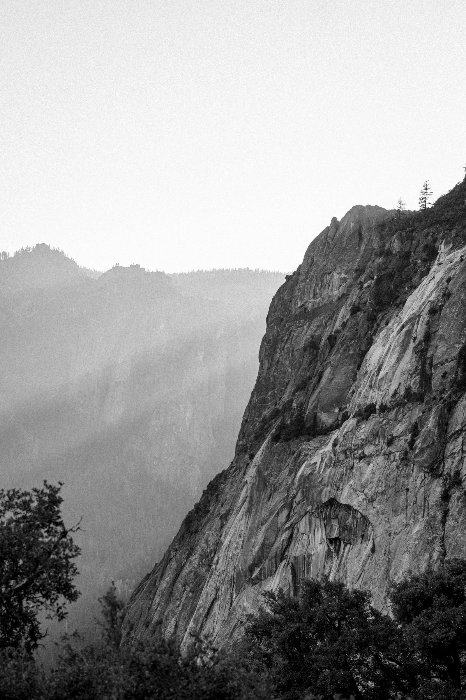 The Forest — Yosemite